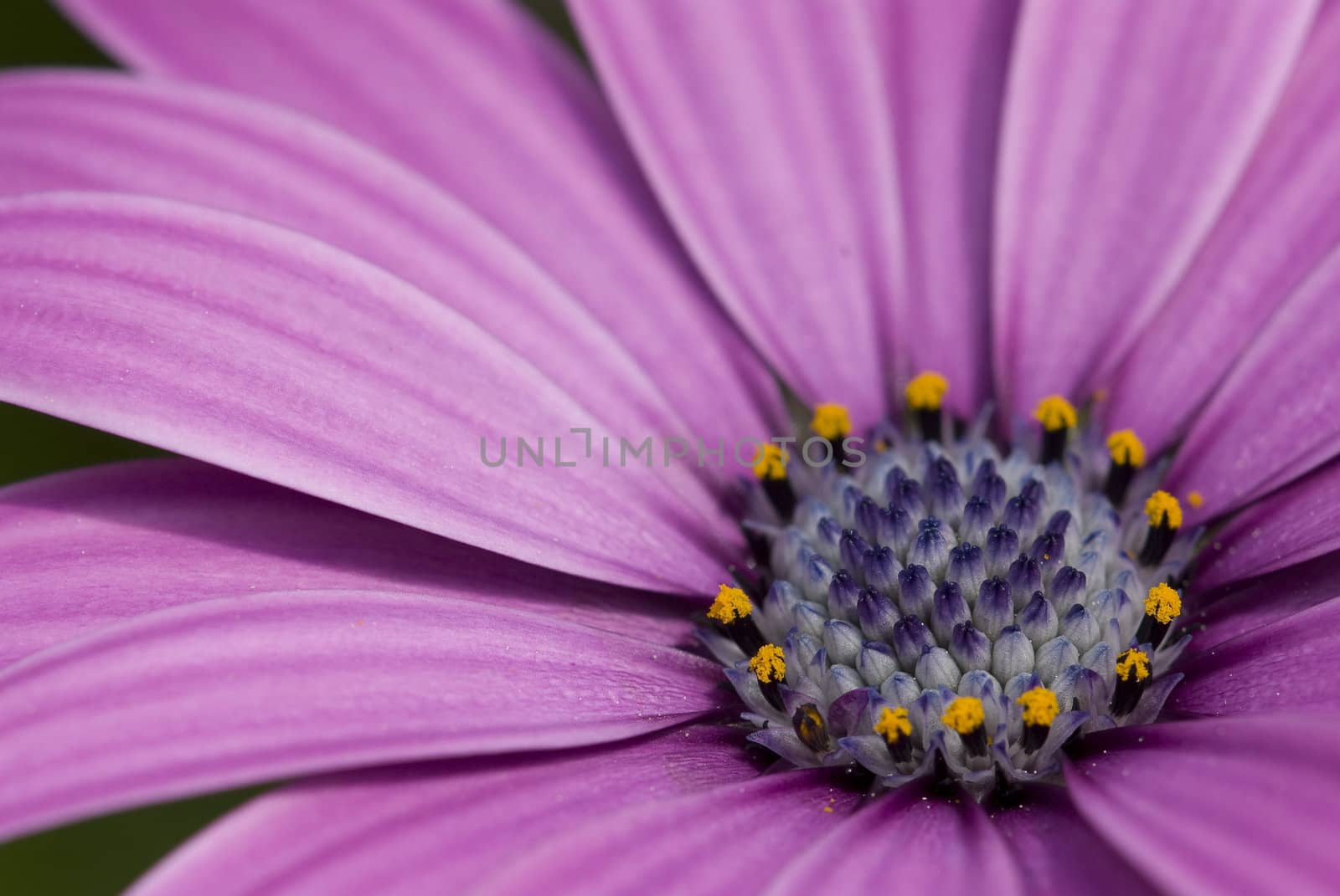Closeup of a purple daisy with yellow flowers inside