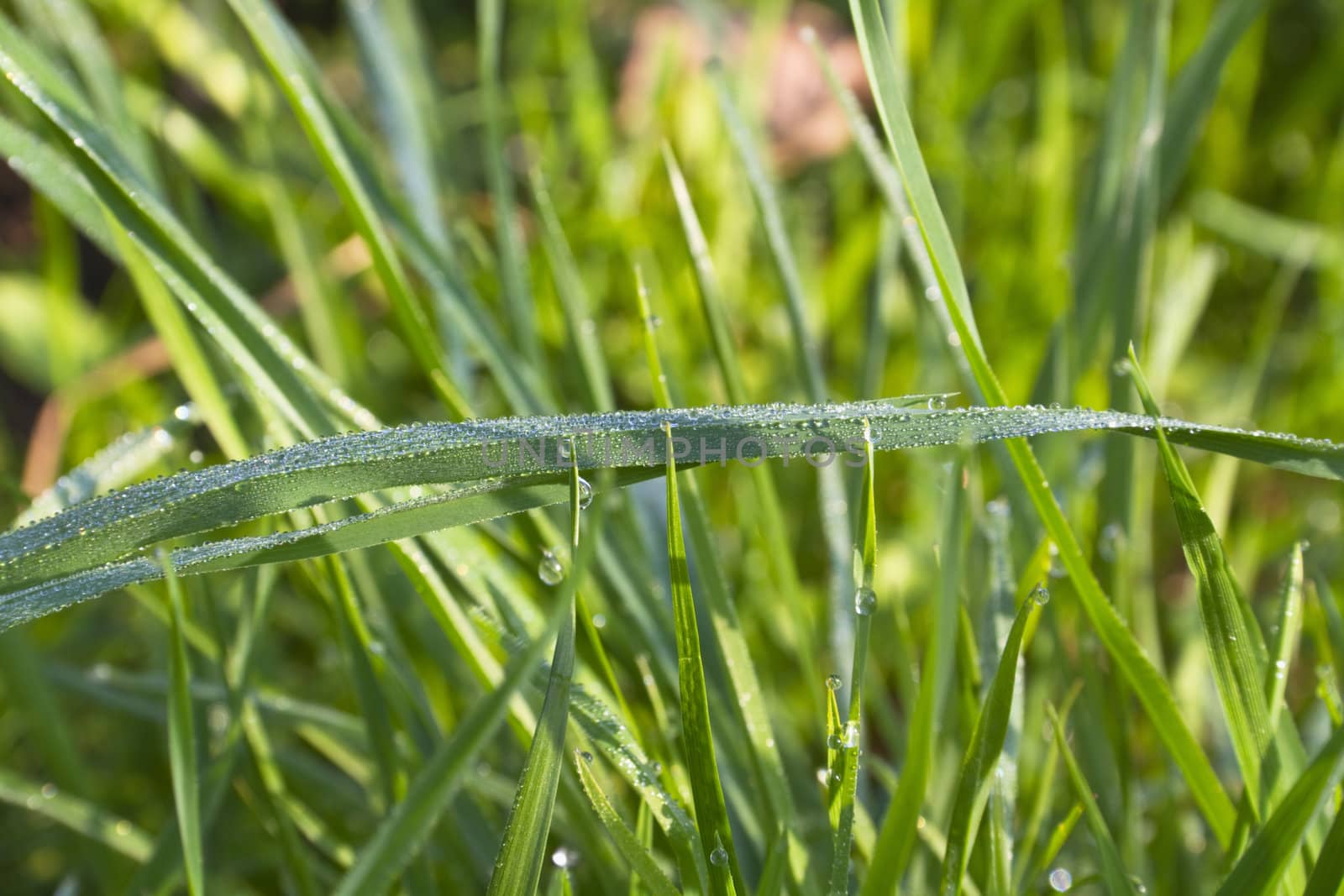 dew on the green grass