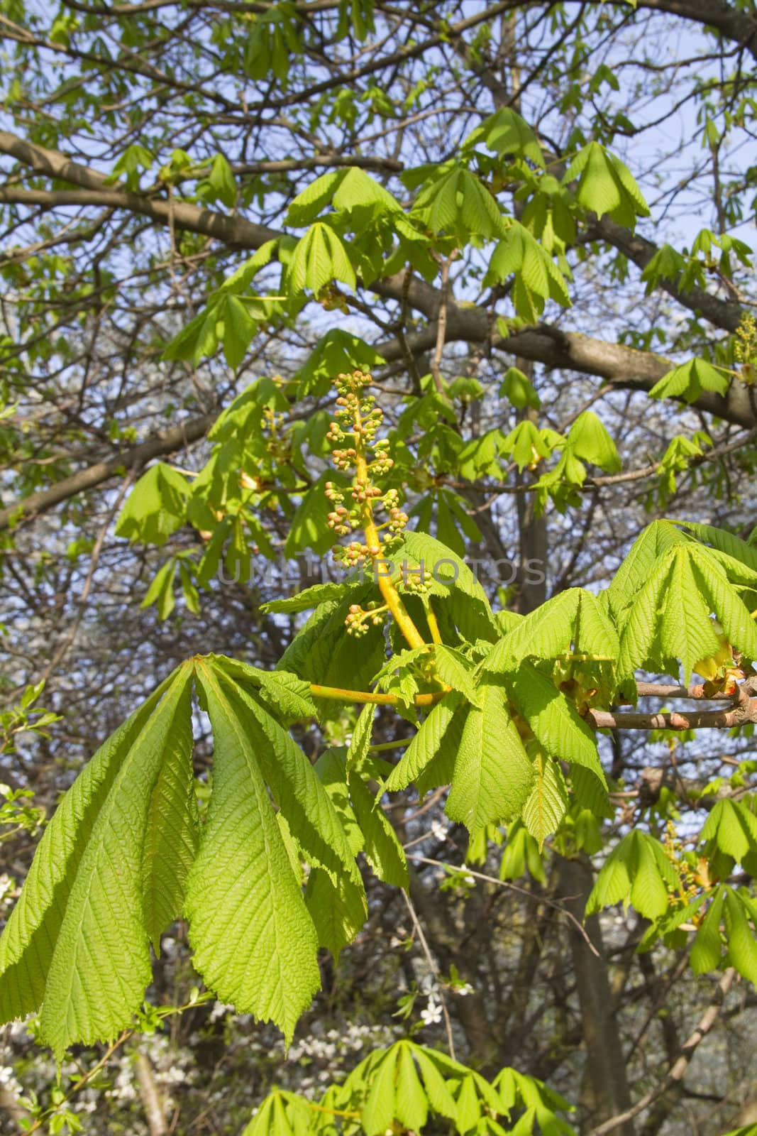 chestnut, spring