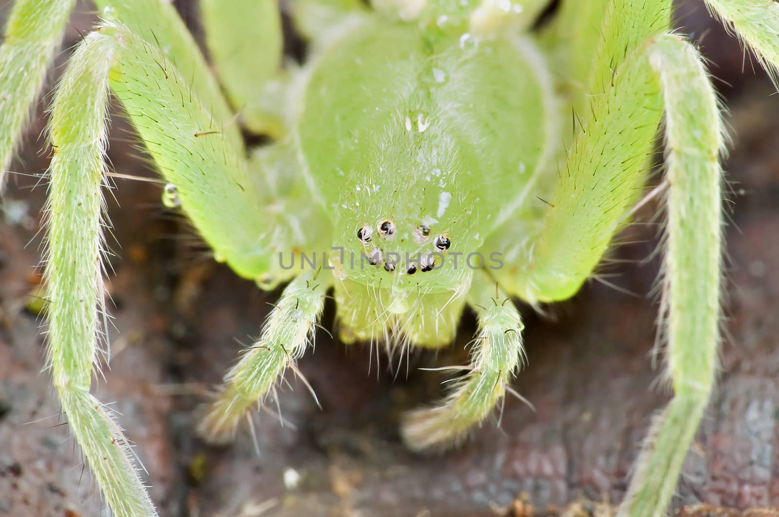 Closeup of a green spider with eight eyes