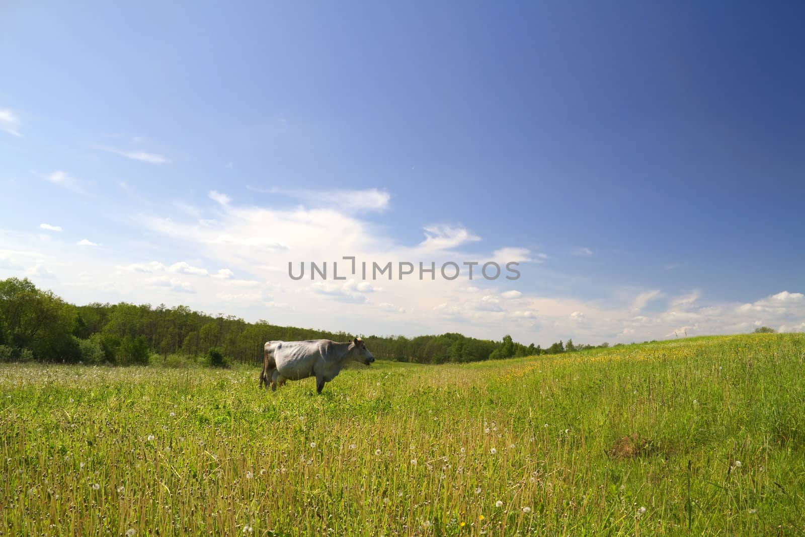 cow on meadow