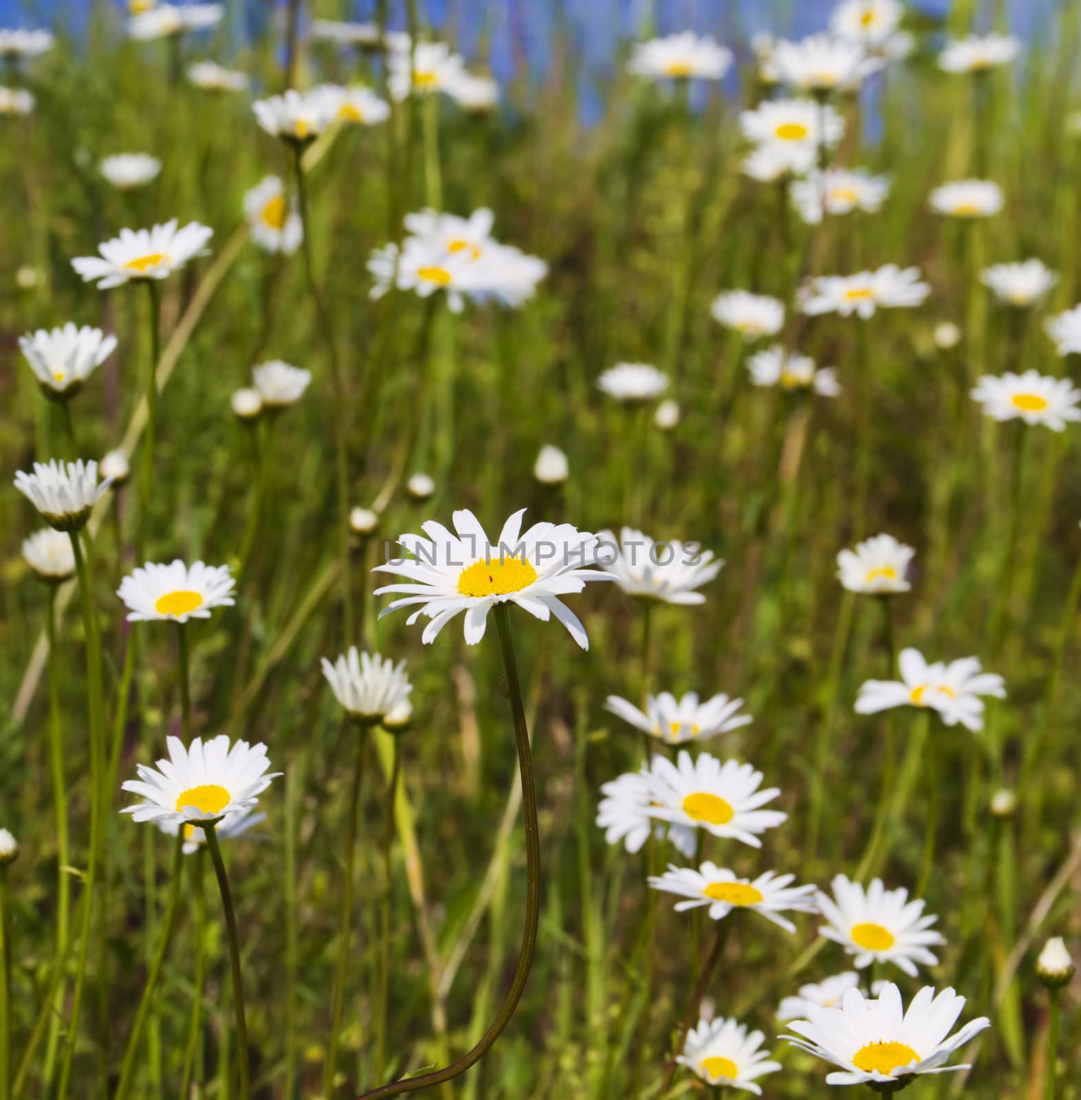 daisies in the field