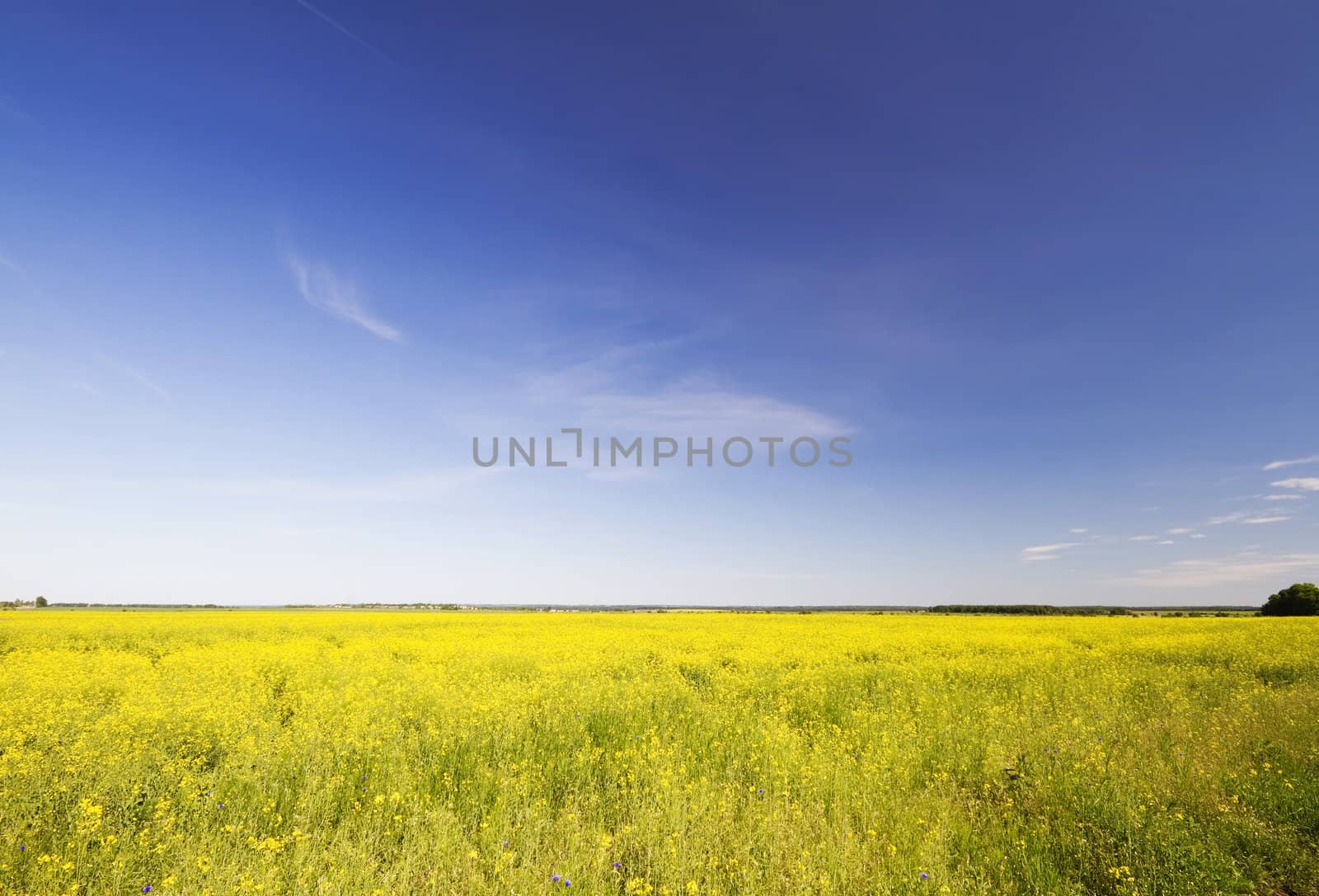 rapeseed field