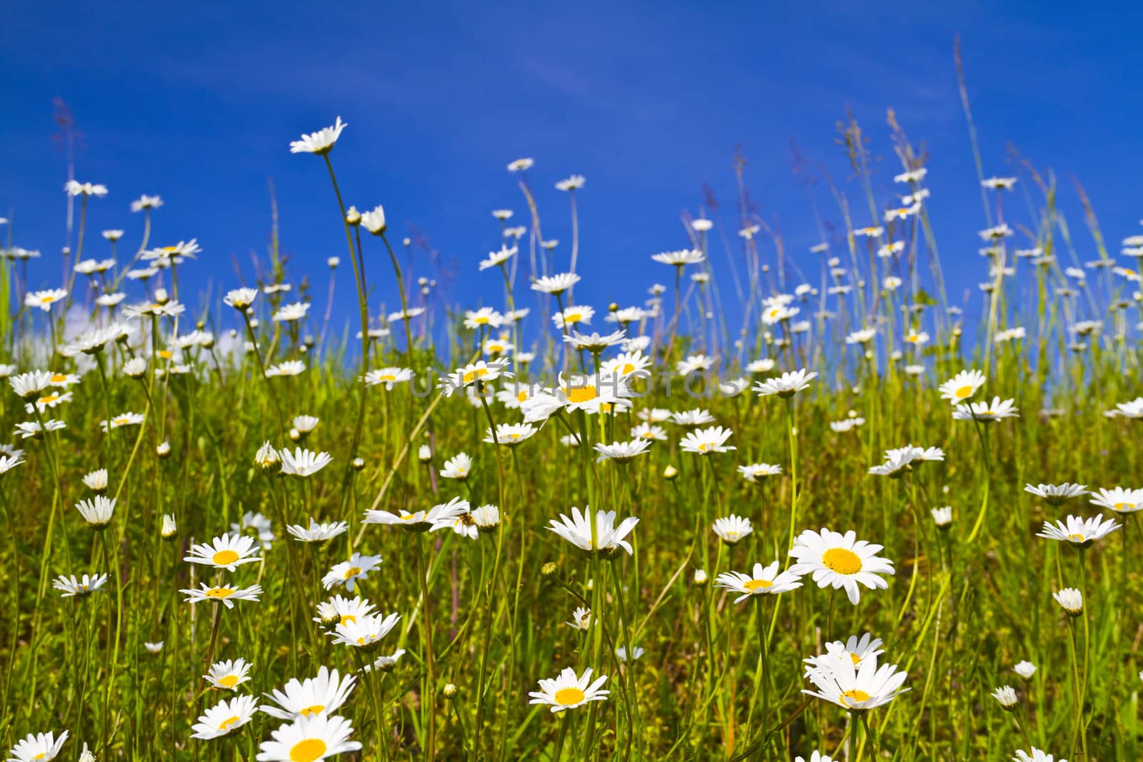 daisies in the field