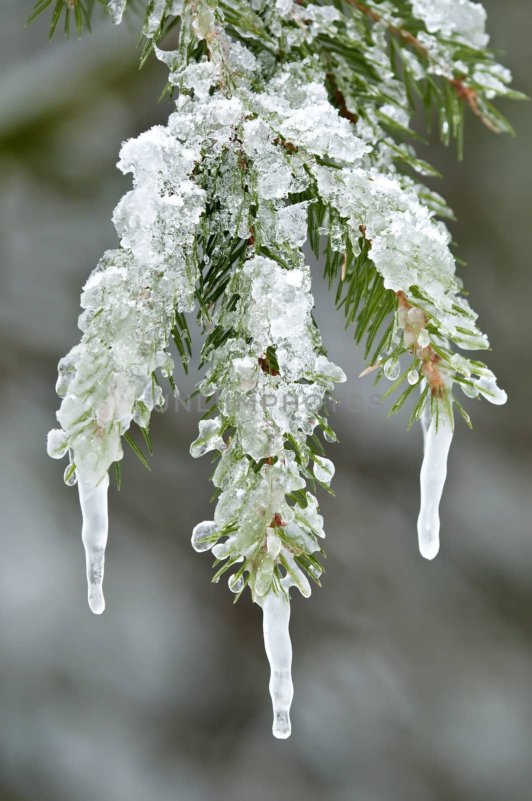 Icecles on twigs of the red spruce tree in europe
