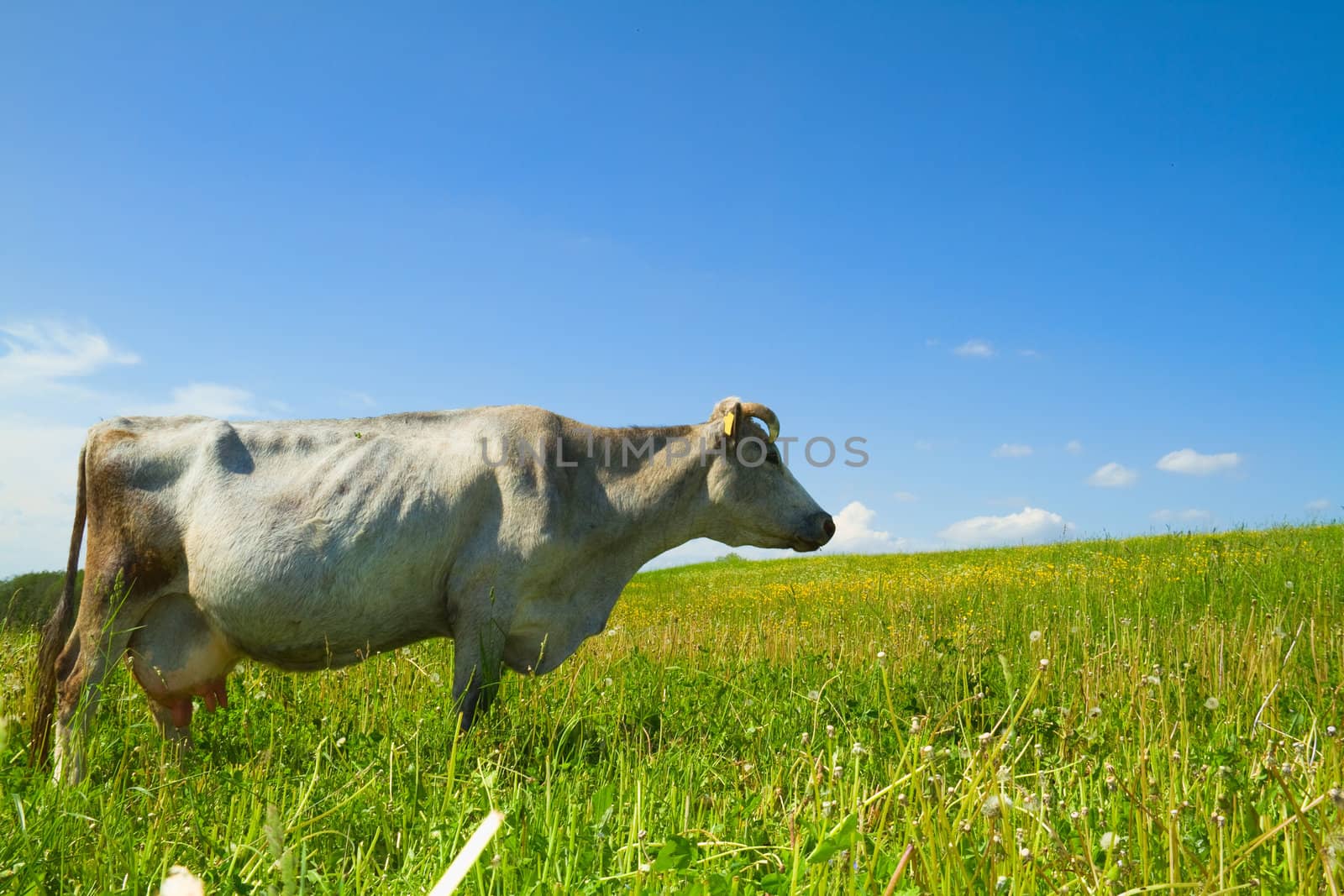 cow on meadow