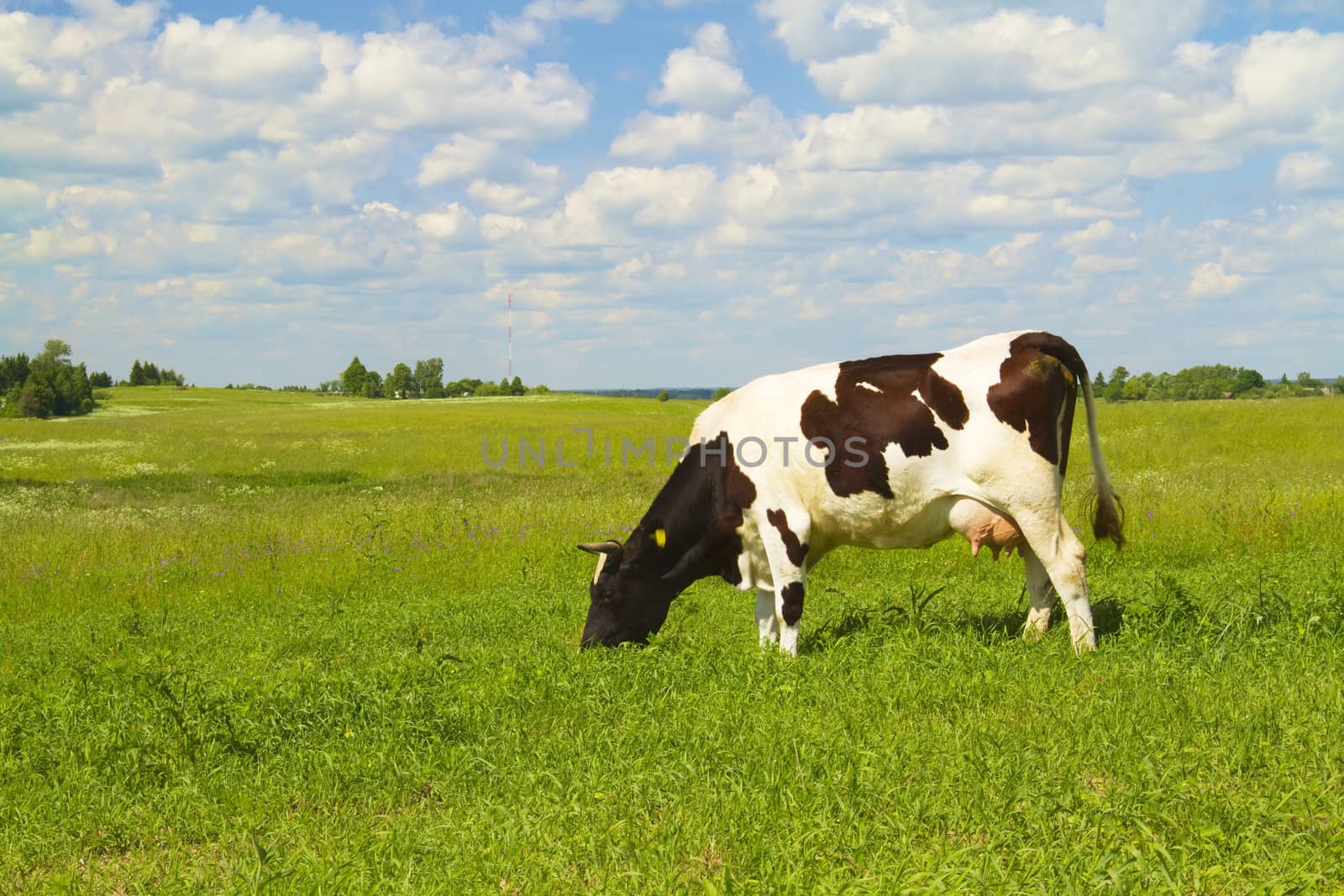 cow eats grass