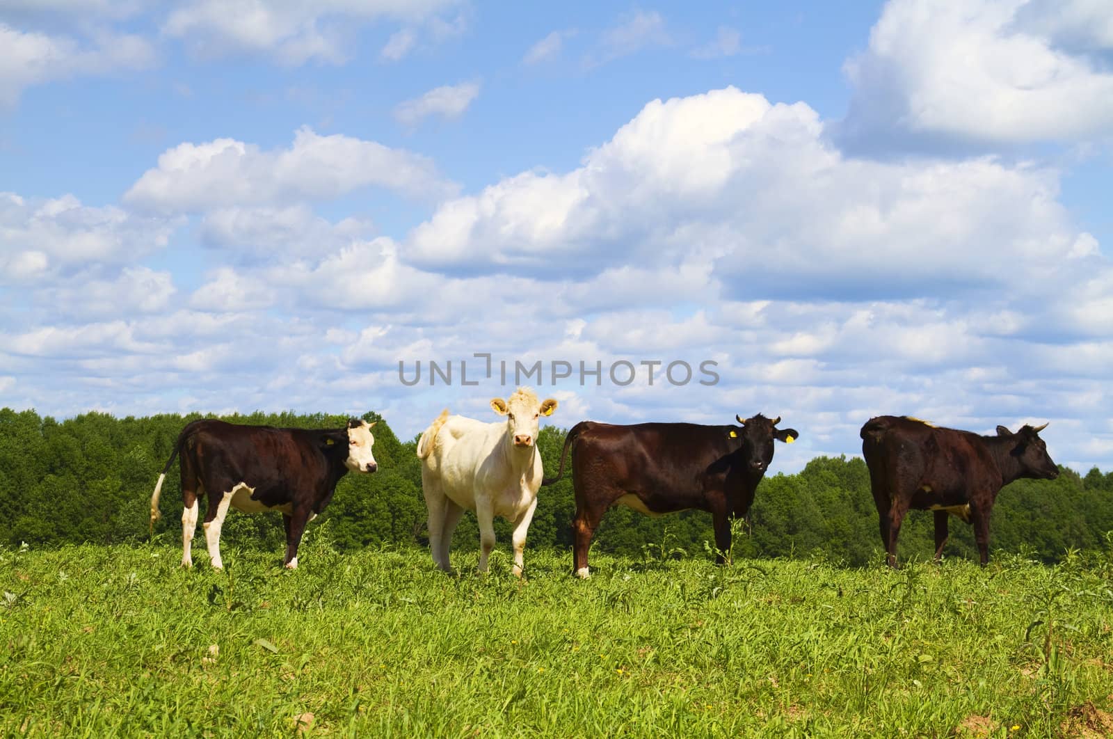 cows in the meadow