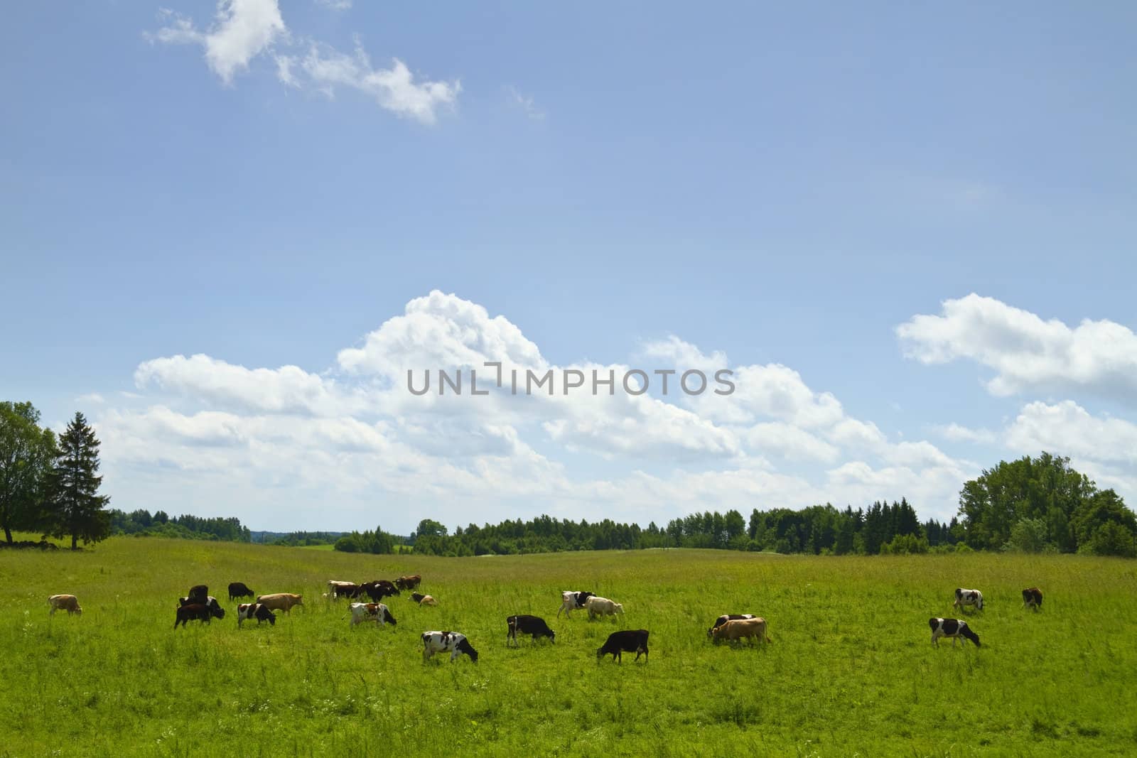 cows in the meadow, summer landscape