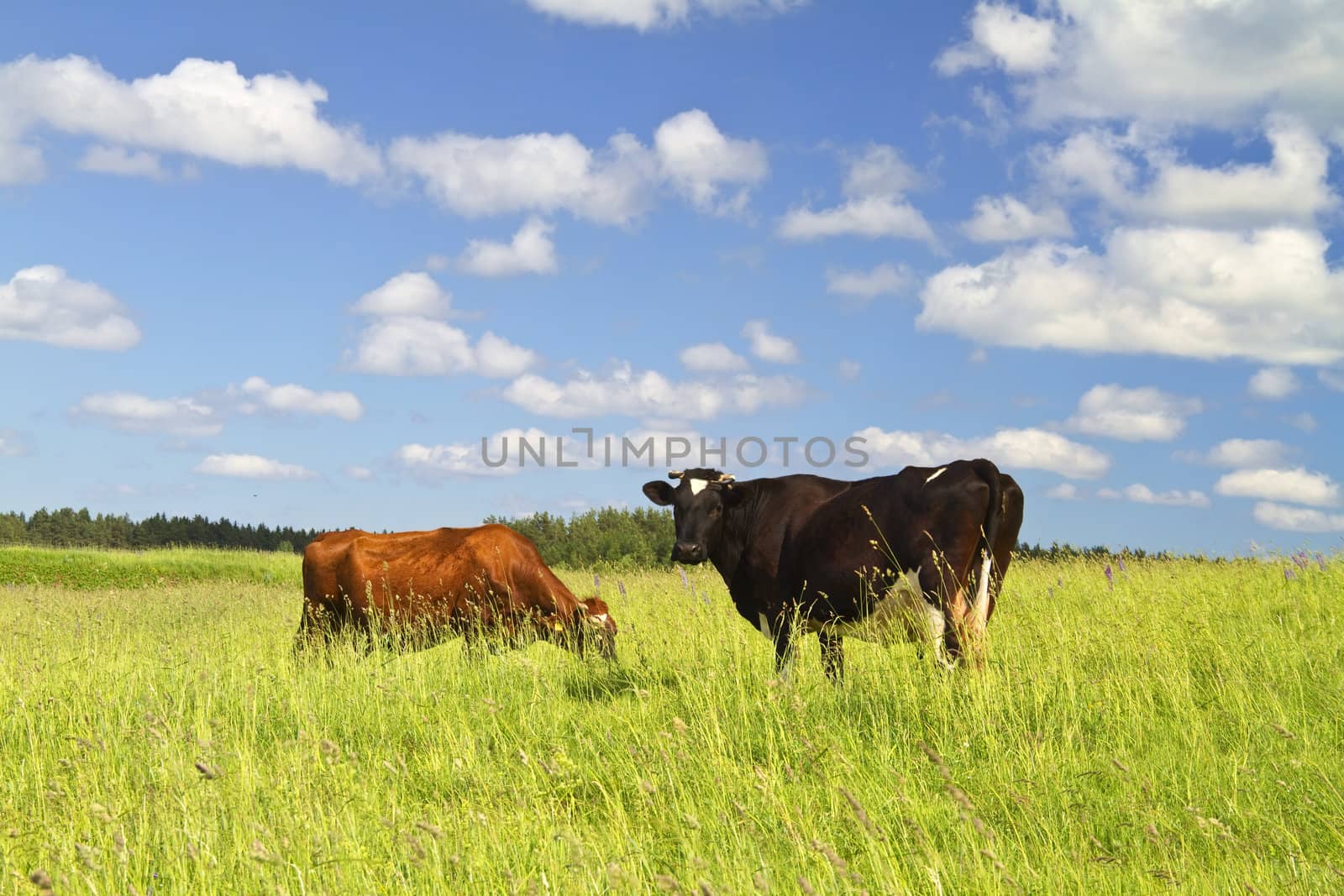 cows eats grass
