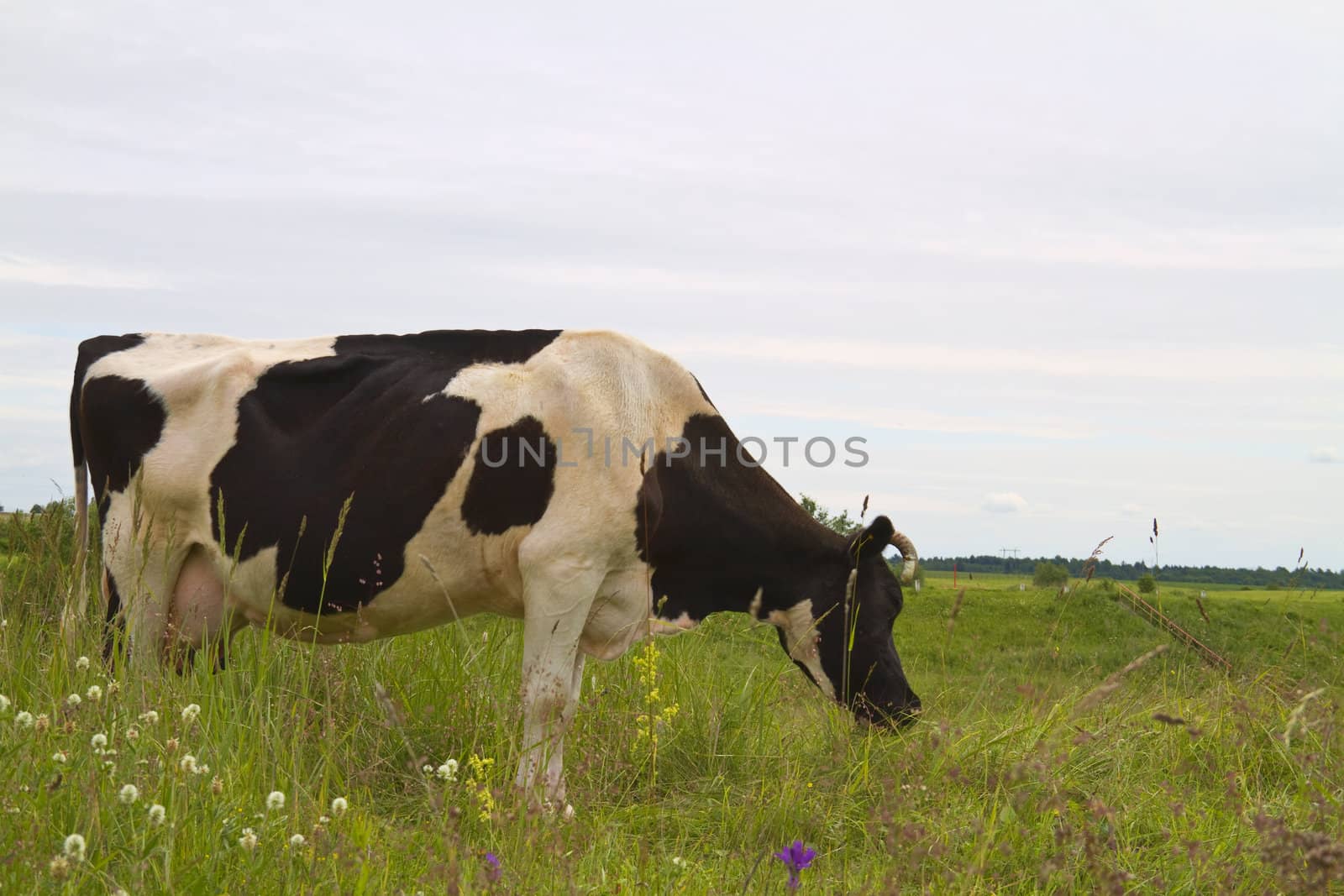 cow eats grass
