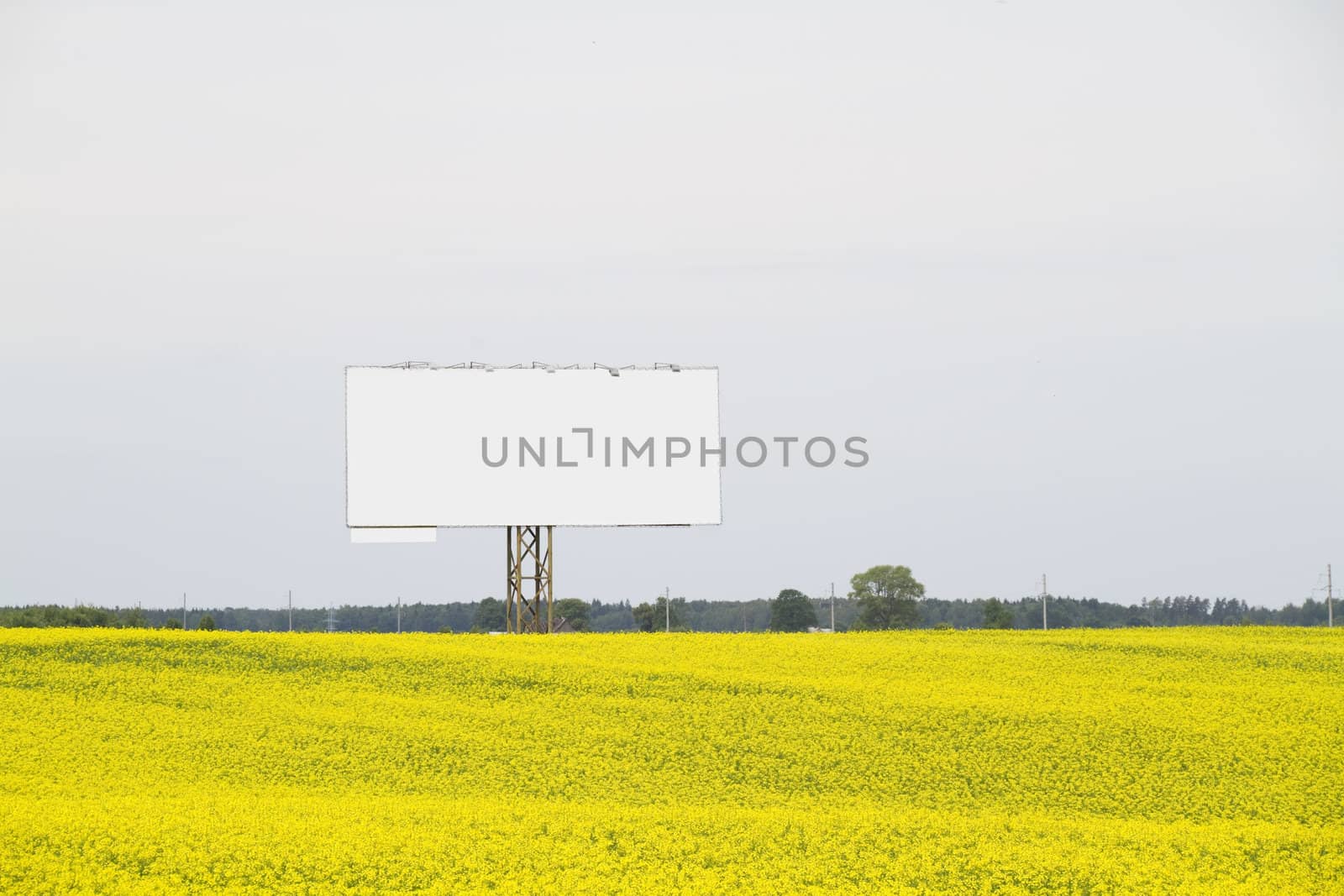 sign on rapeseed field