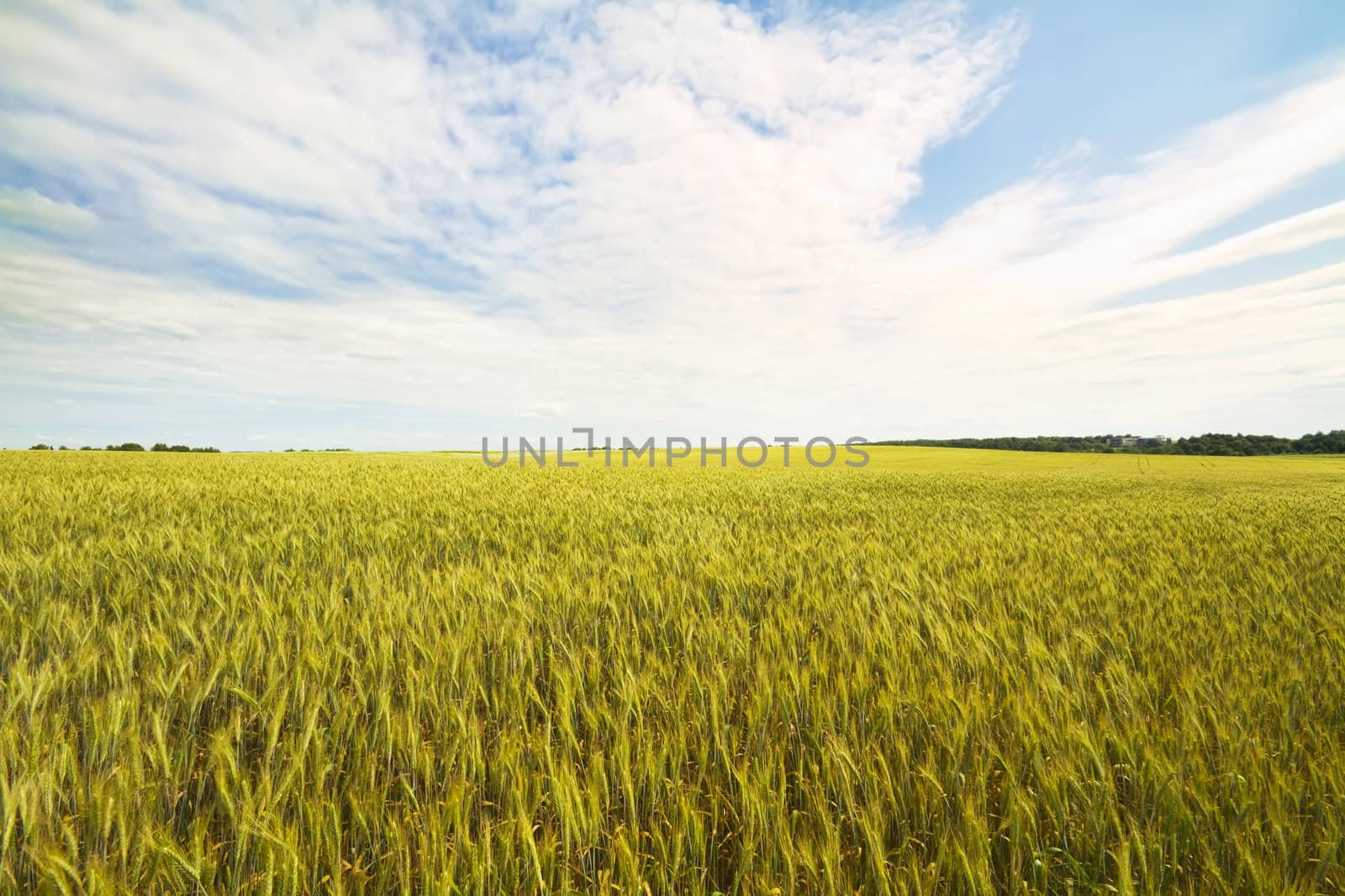 wheat field