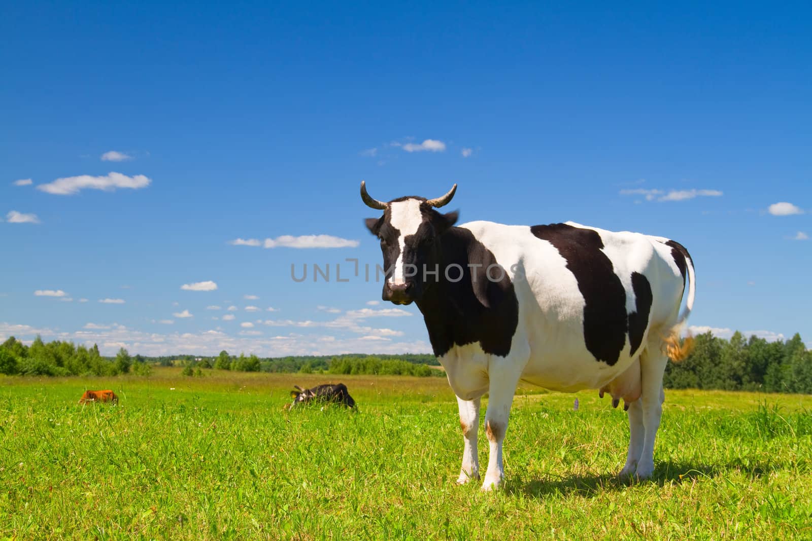 cow in the meadow