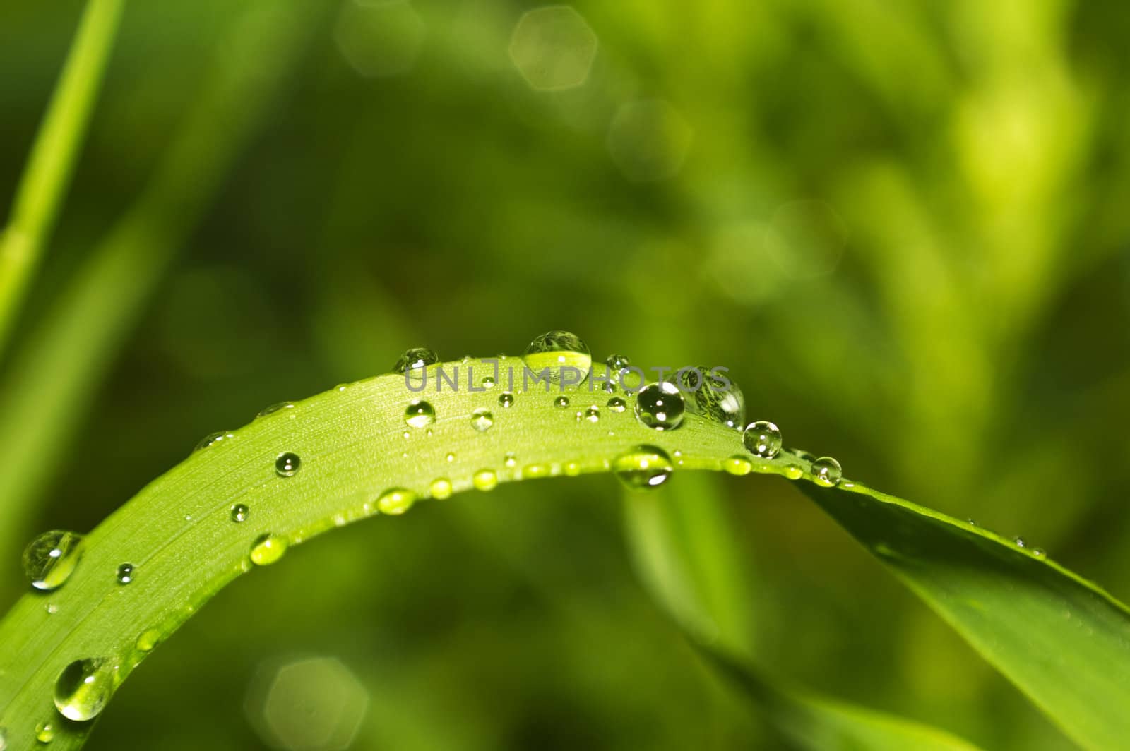 dew on the grass