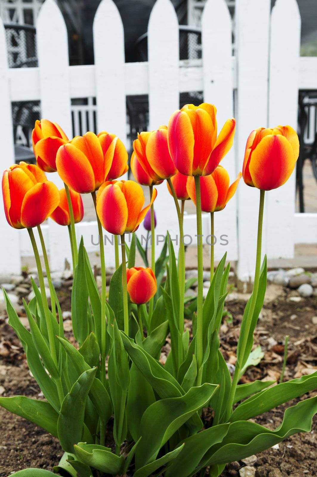 Bright blooming tulips growing in spring garden