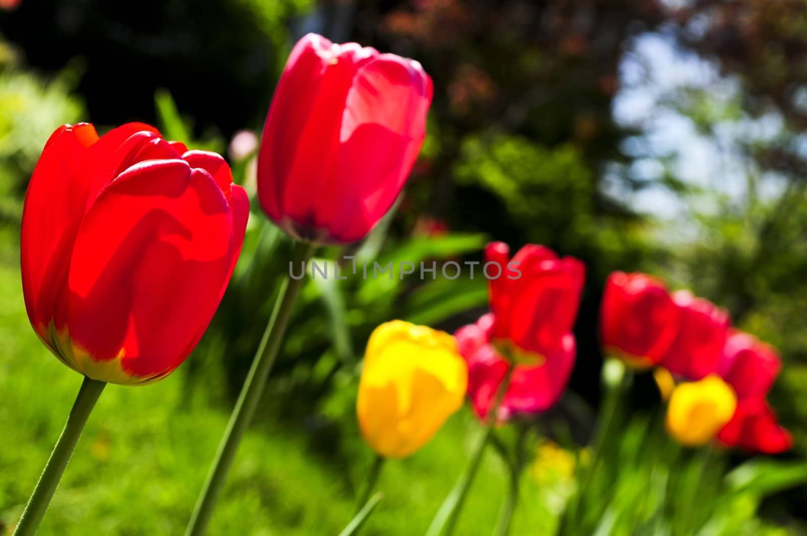 Bright blooming tulips growing in spring garden