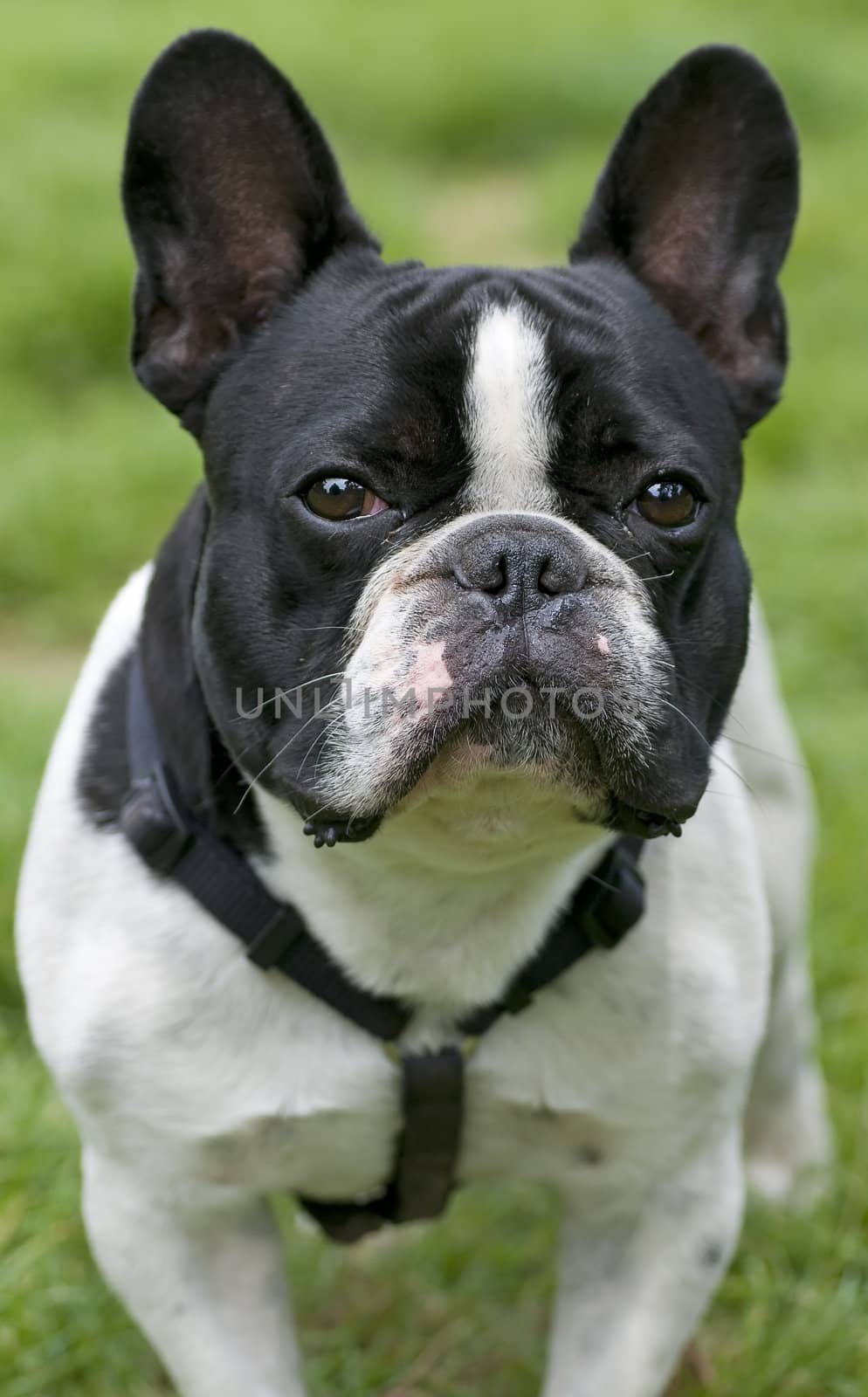 Frontal portrait of a black and white dog