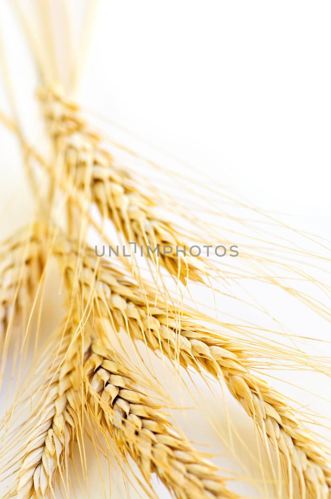 Ripe wheat ears close up with copy space