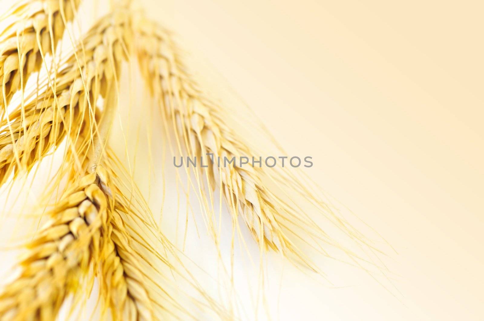 Ripe wheat ears close up with copy space