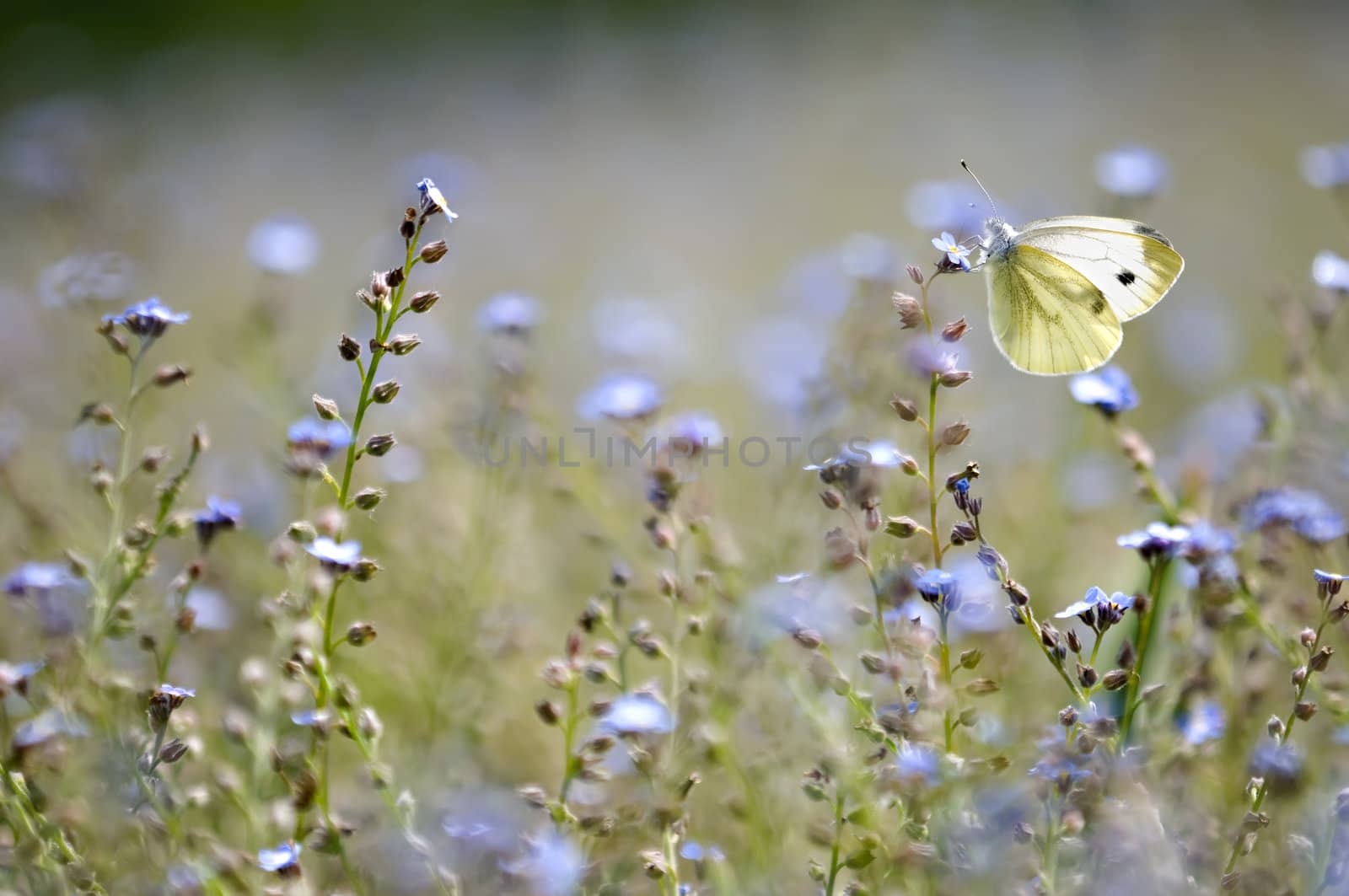 A large white butterfly in a forget-me-not field of flowers