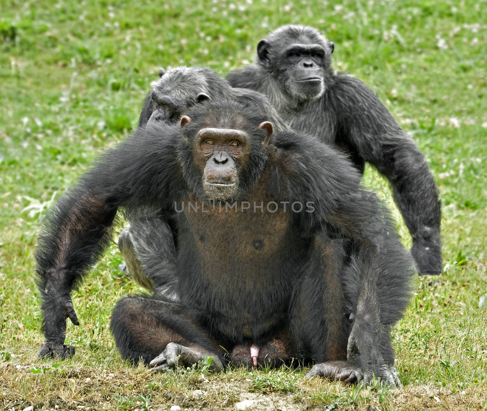 A family of chimpanzees with dominant male in defence posture
