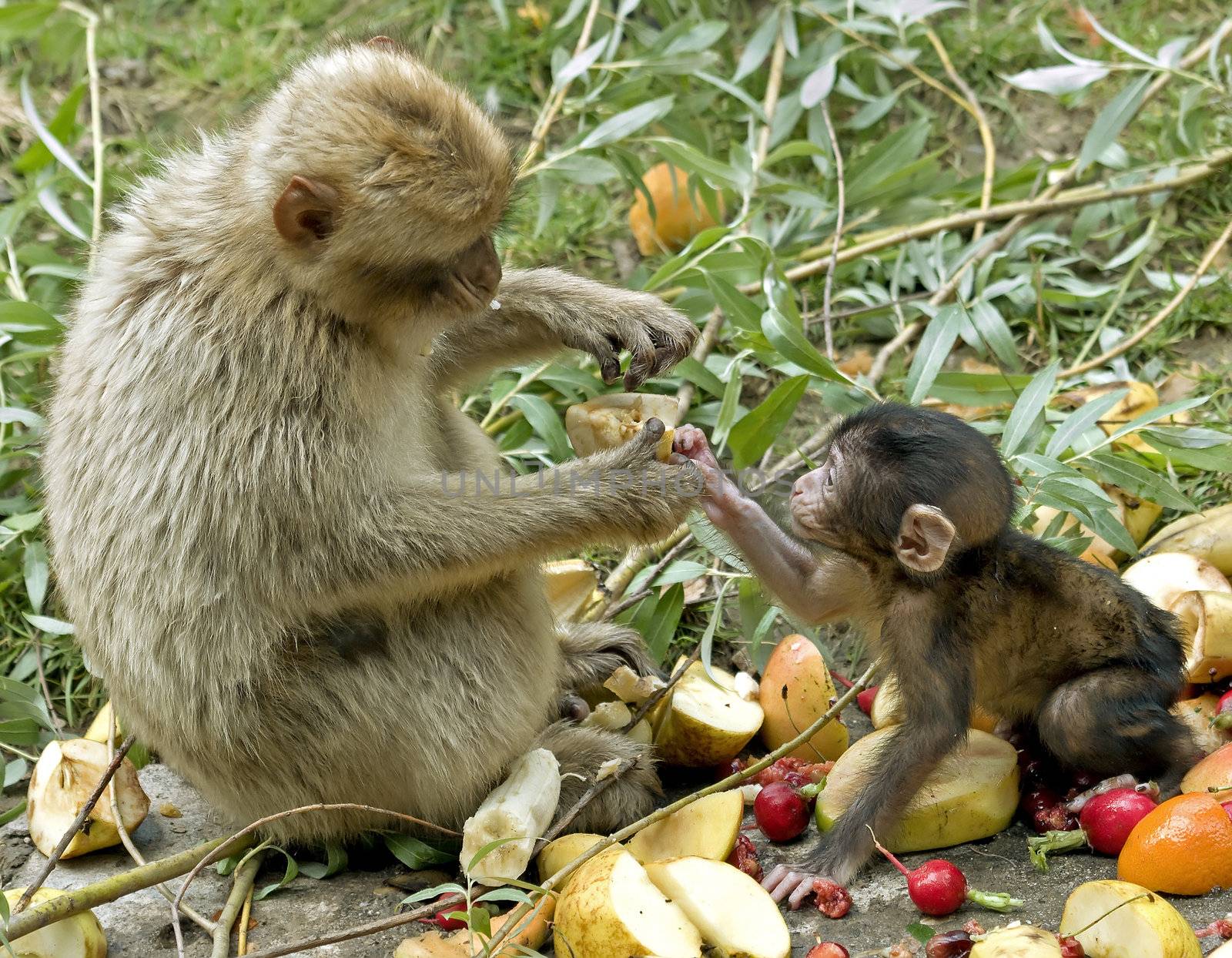 A mother monkey giving food to baby