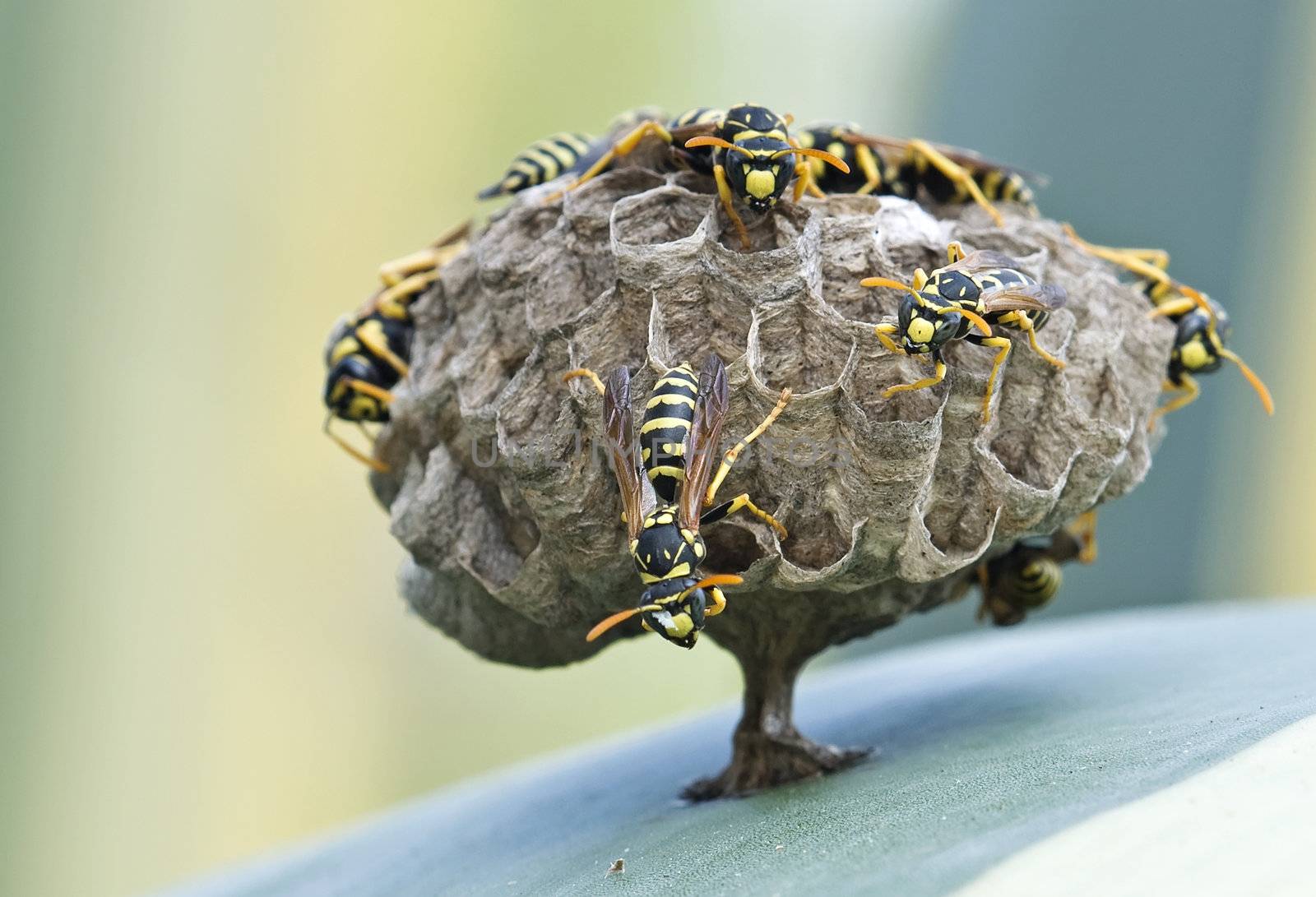 A nest of european wasps (Polystes)