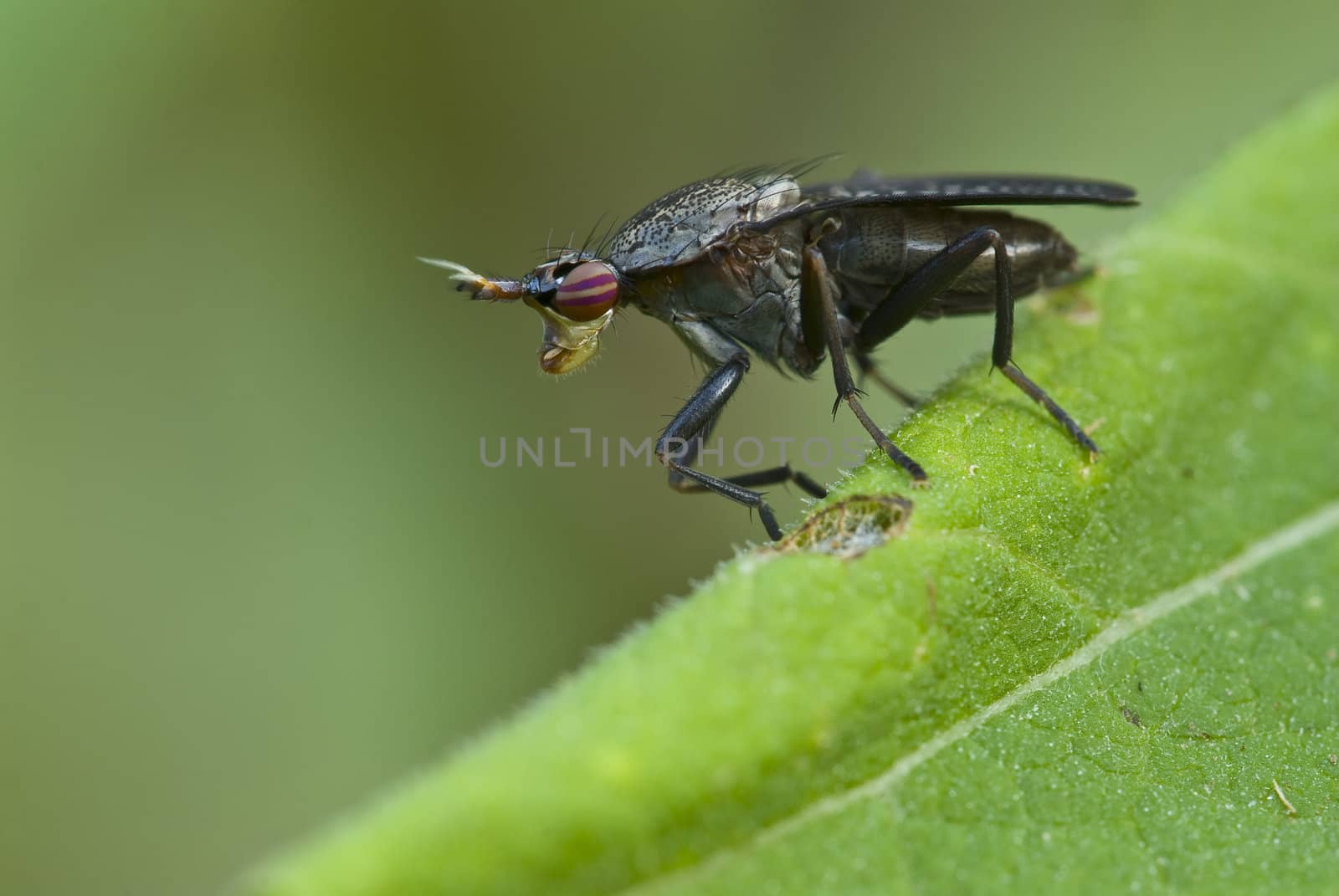 Snail-killing fly on leaf (Dipteron,  Sciomyzid, Coremacera) by AlessandroZocc