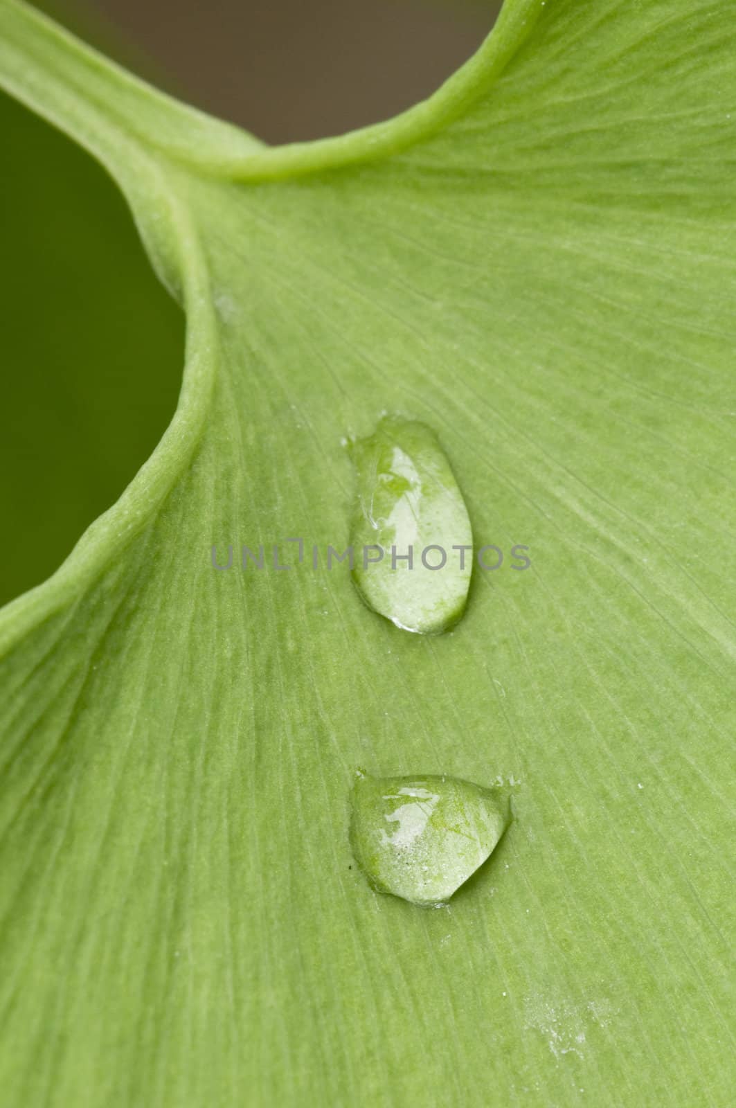 Dew drops on a green Gingko leaf