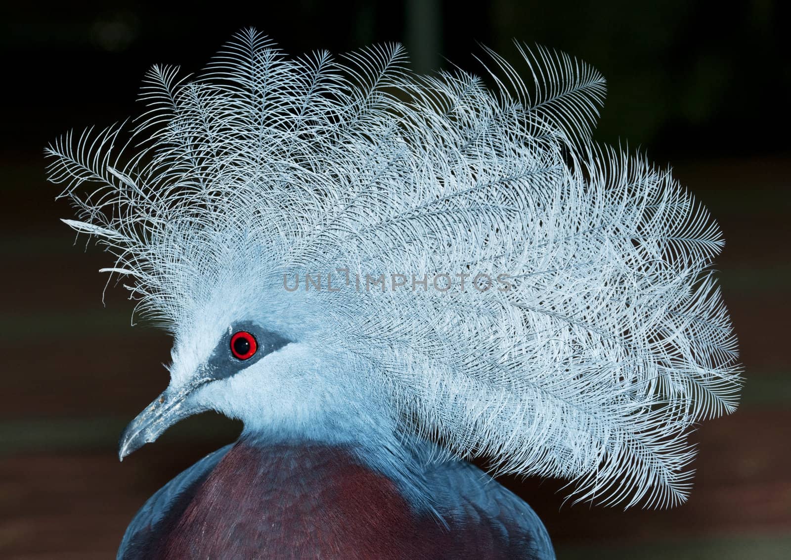 Side portrait of a Victoria Crown dove bird