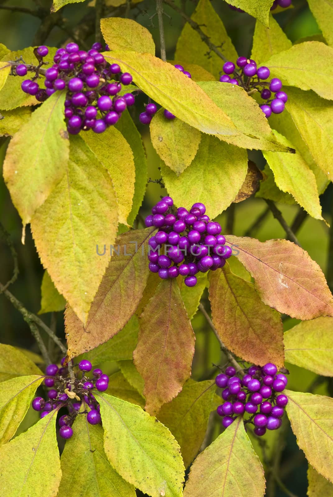 Leaves and fruits of Callicarpa bodinieri, Beauty berry
