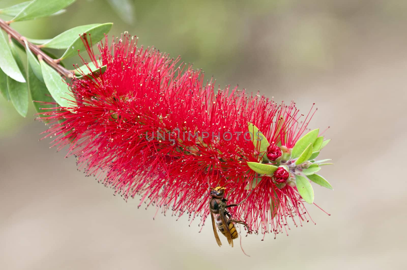 A hornet wasp on a feathery red tropical flower
