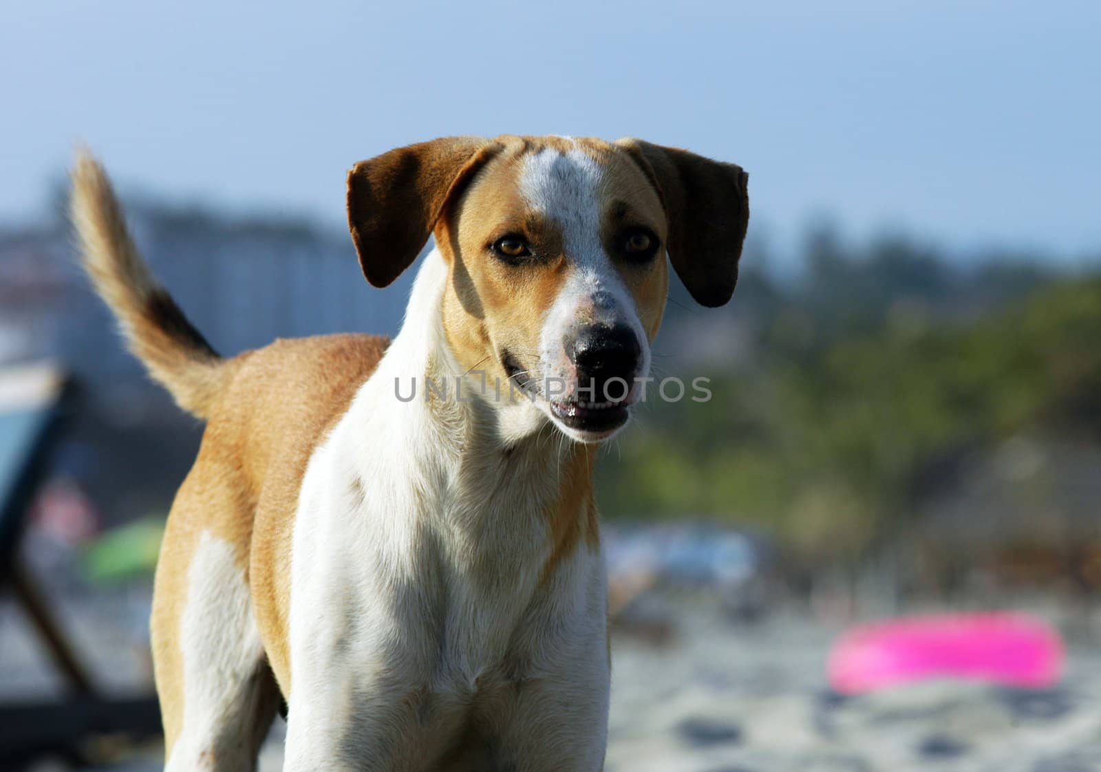 Dog running on the beach of Puerto Escondido