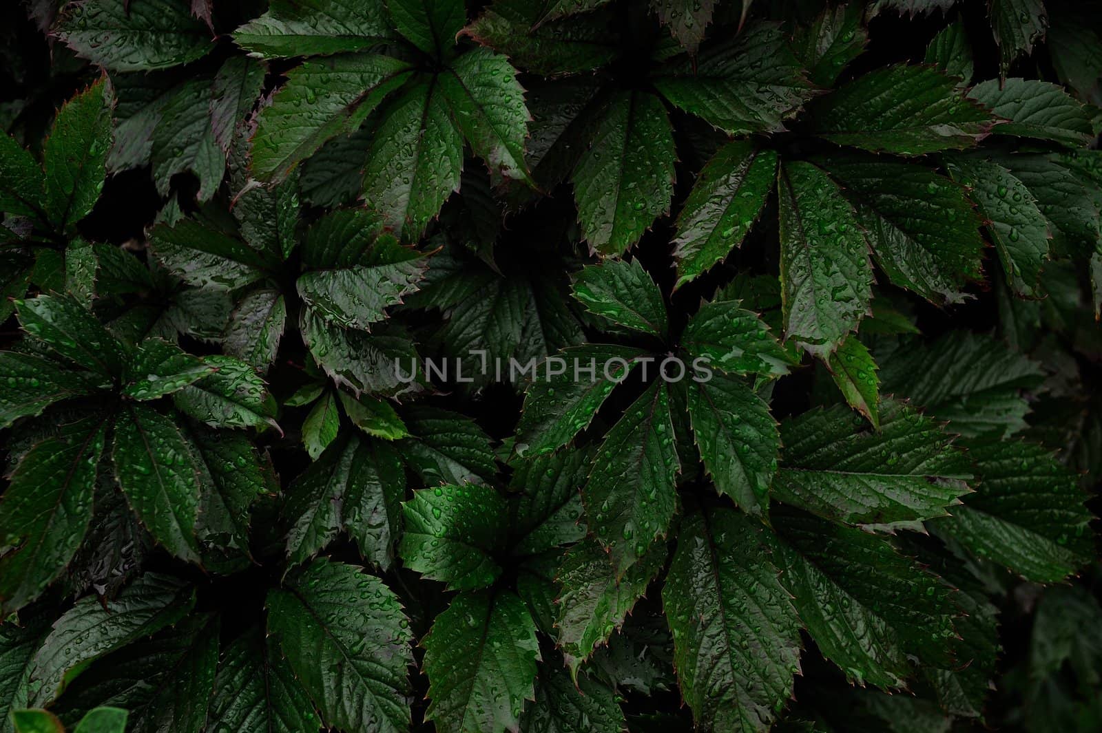 Darkly green grape leaves in the evening in a garden