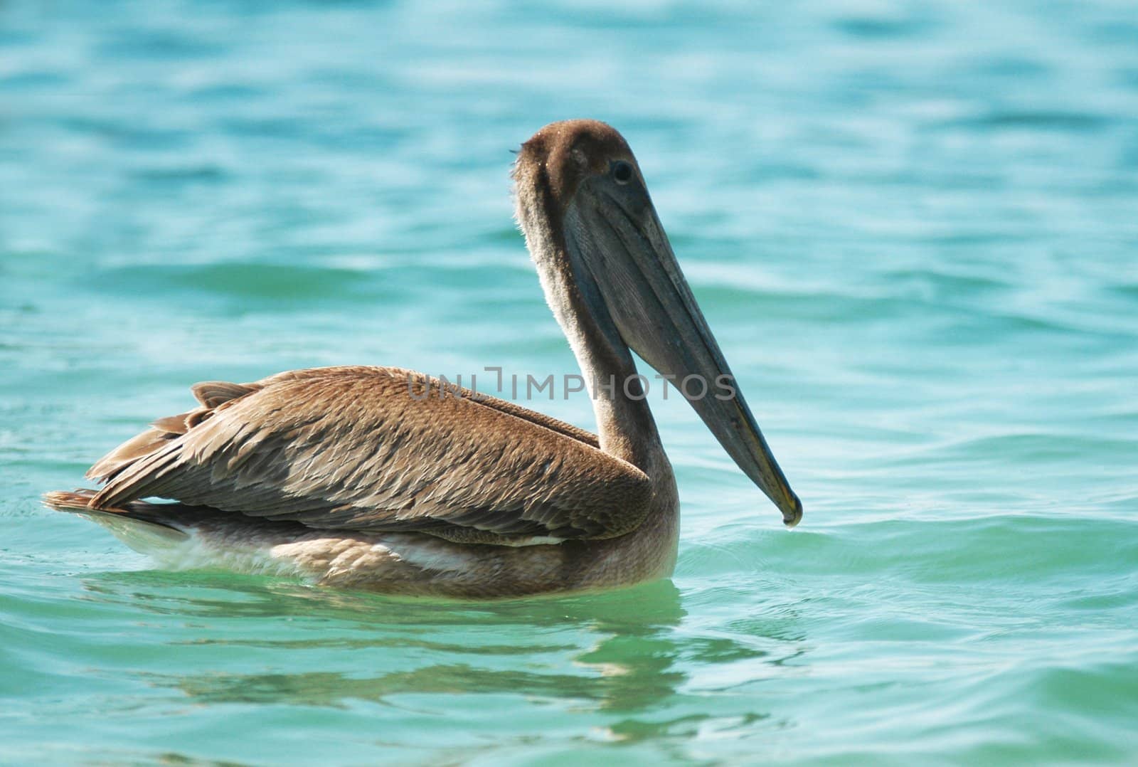 Sea brown pelican sitting on the water