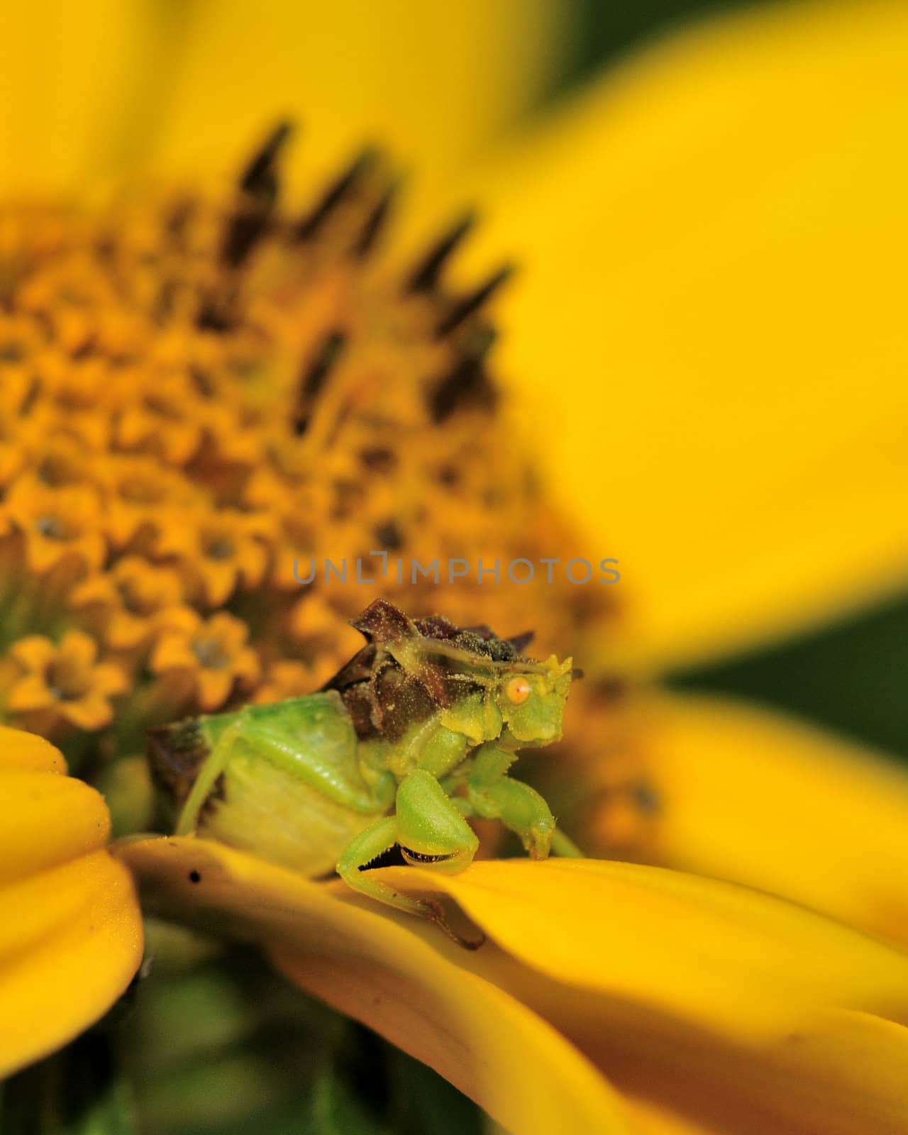 An Ambush Bug perched on a yellow flower waiting on prey.