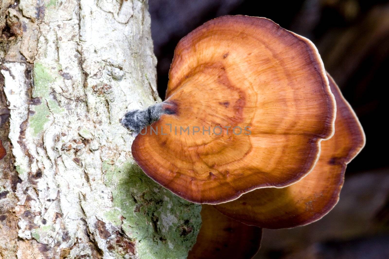 Tropical Wild Mushrooms by shariffc
