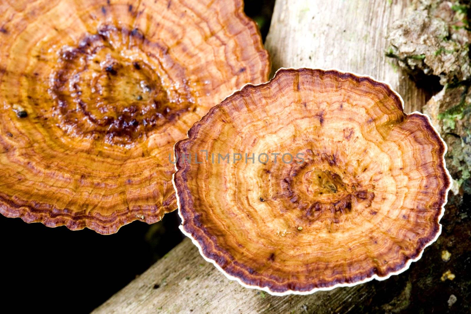 Image of tropical rainforest wild mushrooms.