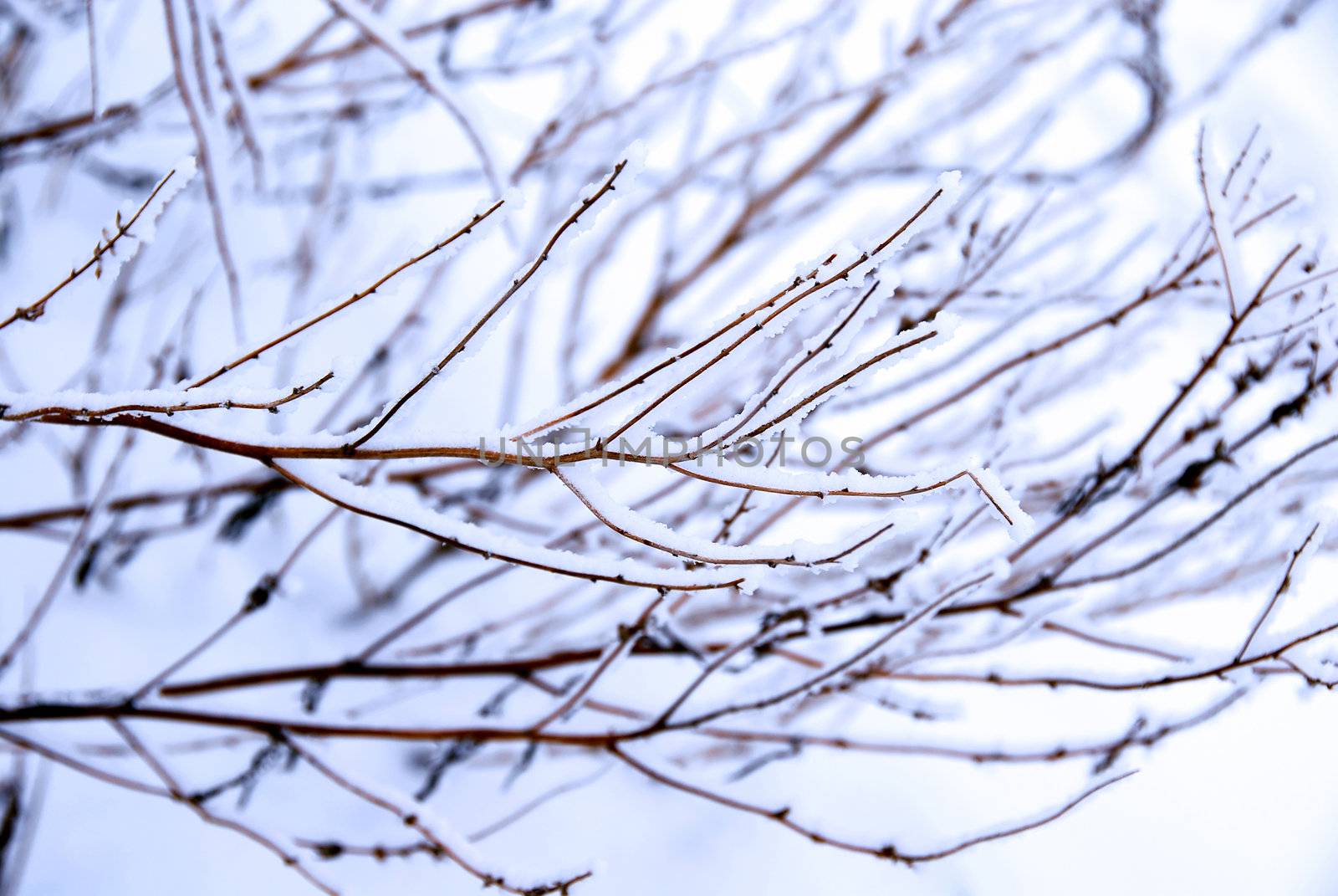 Winter icy branch outdoor in snowy park