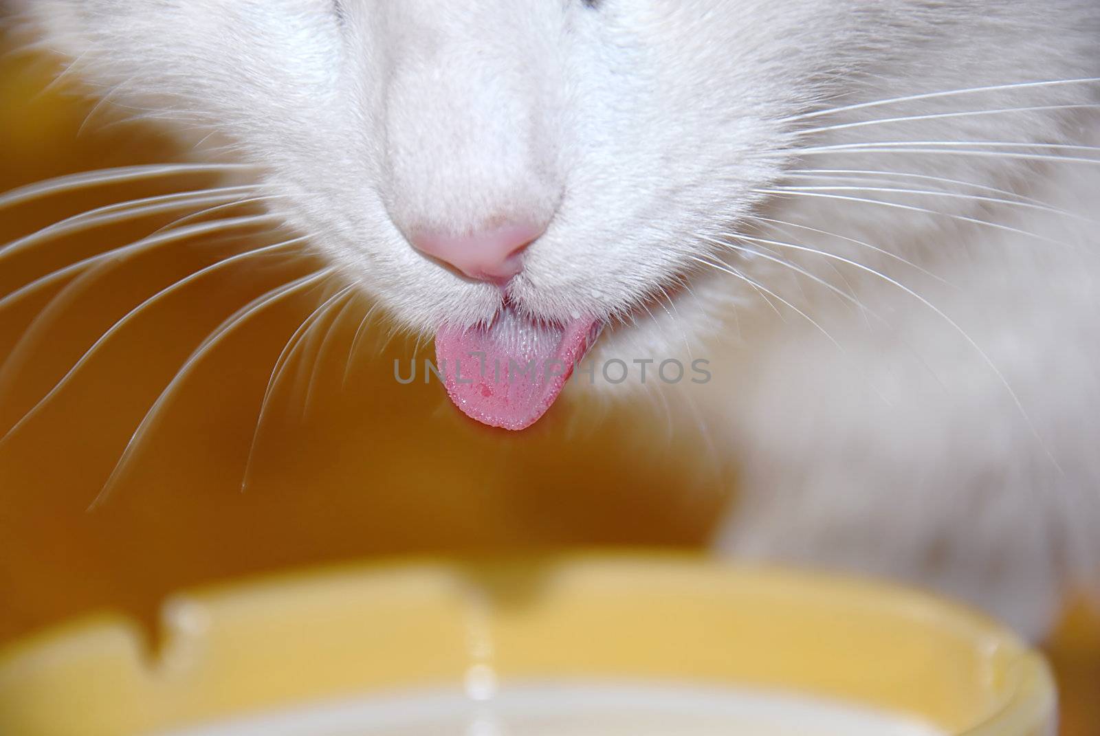 white cat tongue closeup over yellow drinking milk