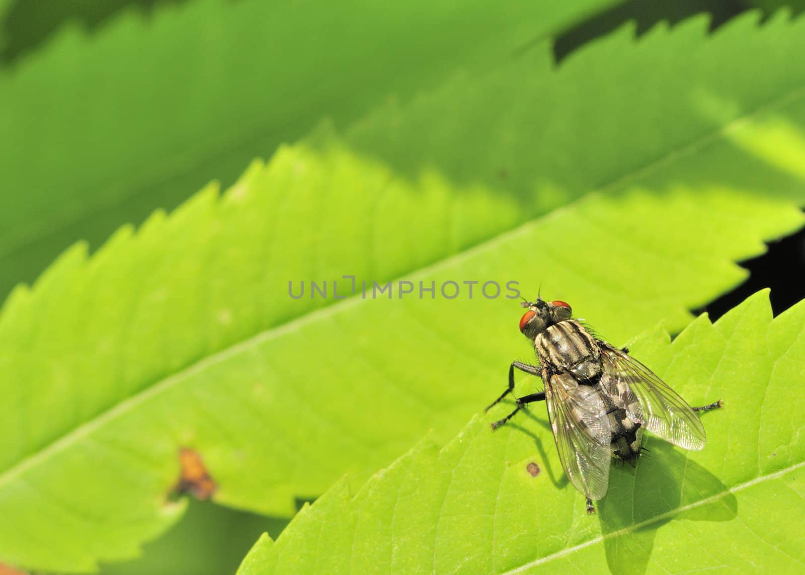 A tachinid fly perched on a green leaf.