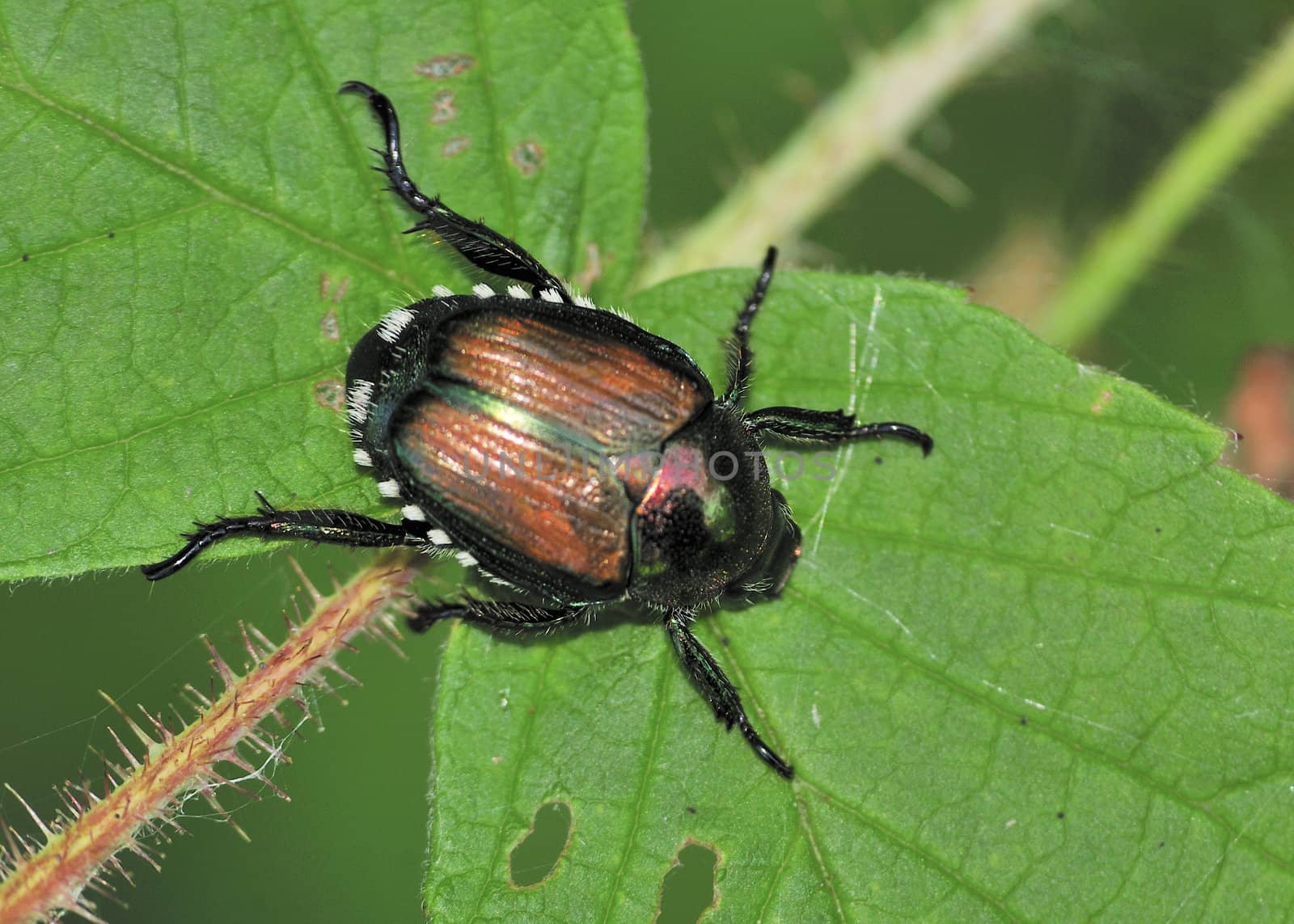 A Japanese Beetle perched on a plant leaf. Superfamily Scarabaeoidea / Family Scarabaeidae / Subfamily Rutelinae / Tribe Anomalini / Subtribe Popilliin