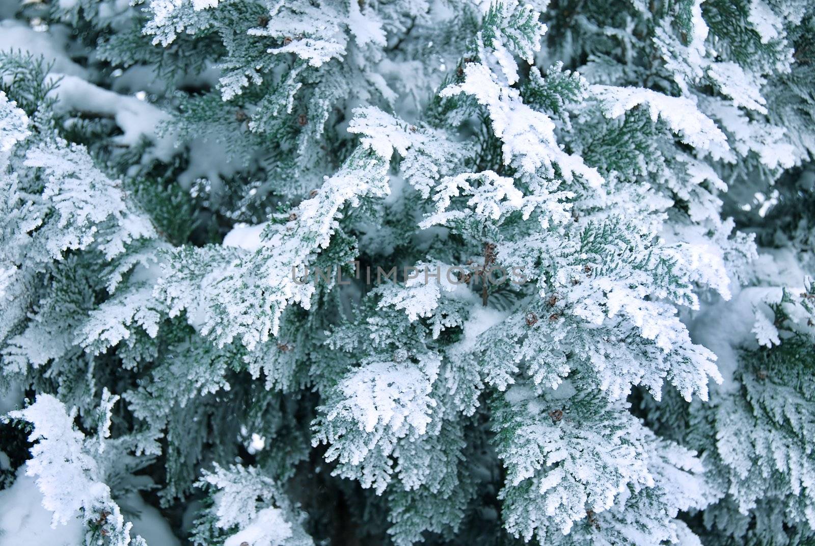 Winter thuja branch in snow and ice