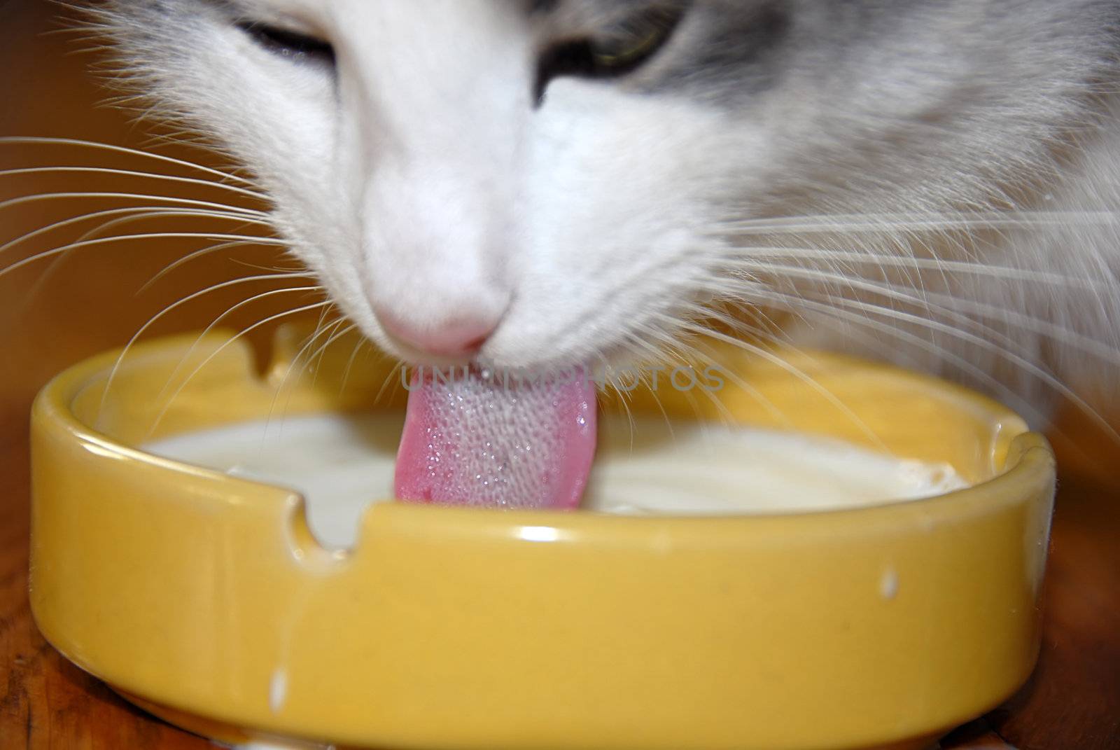 white cat tongue closeup over yellow drinking milk