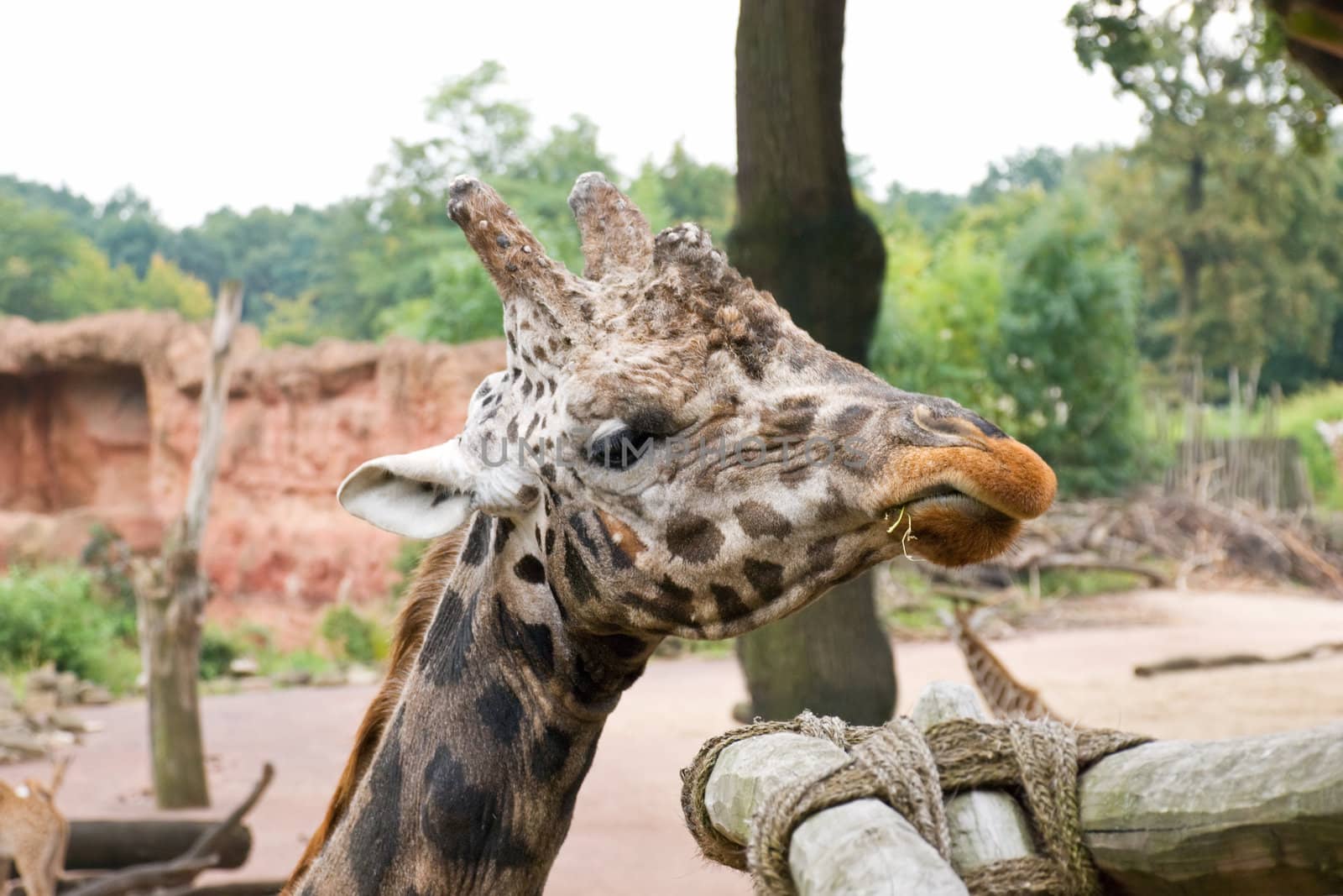 Giraffe chews a grass near to a feeding basket