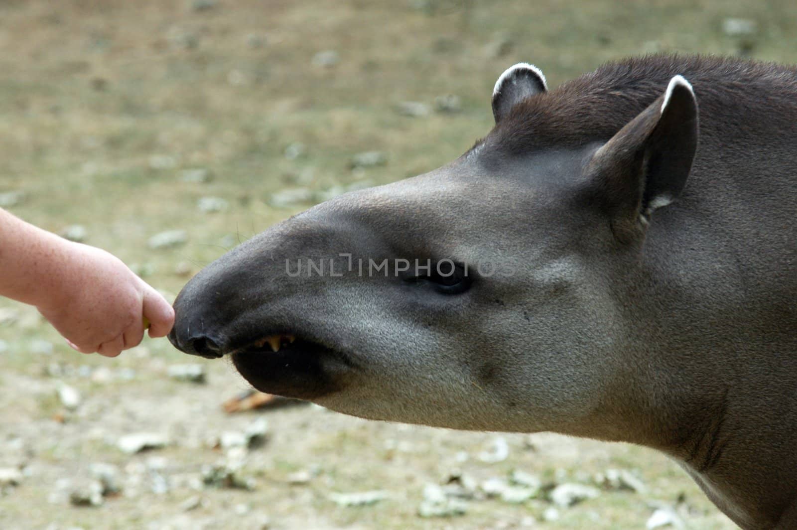 Baby hand feeding tapir in the ZOO