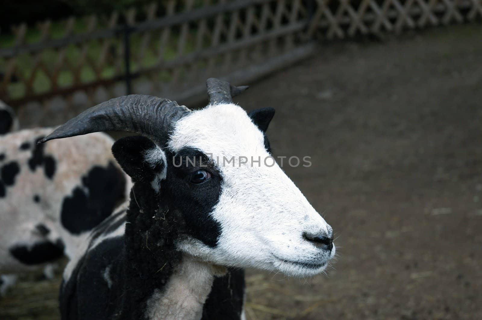 Cute yong black and white spotty goat