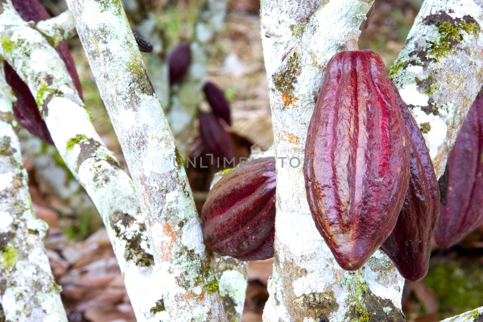 Cocoa Pods by shariffc