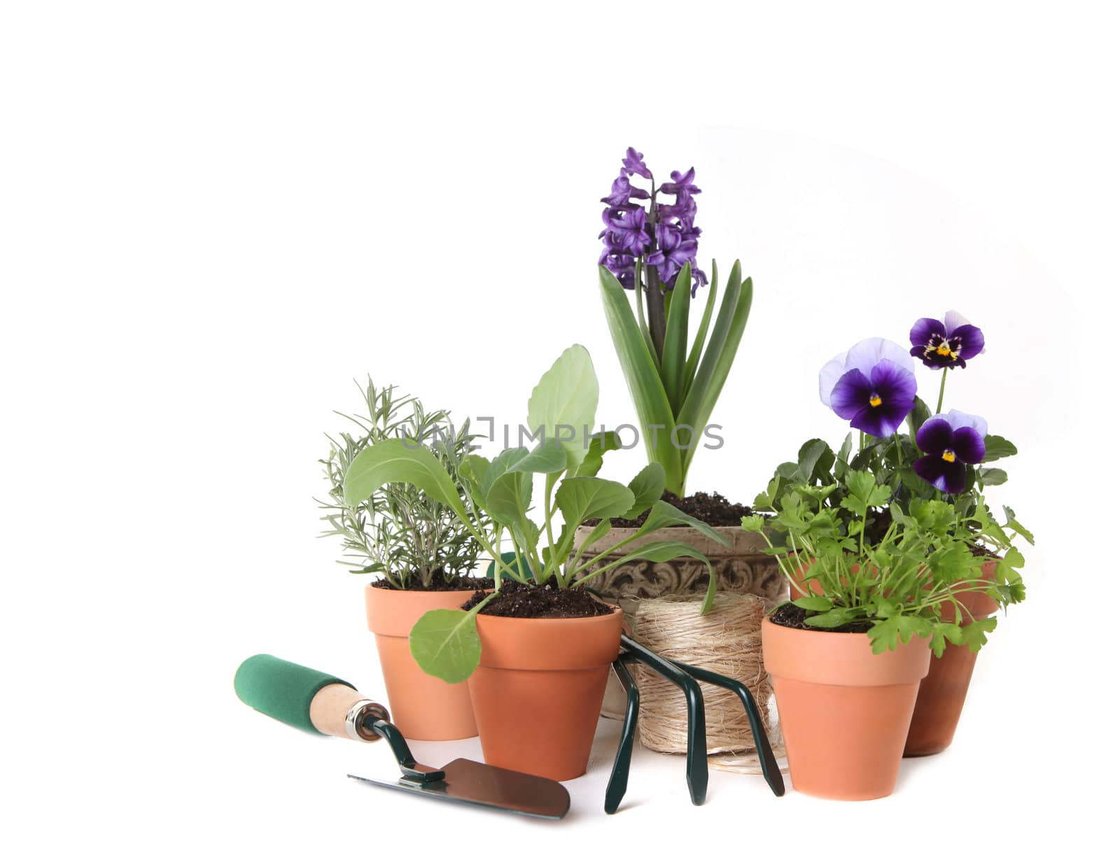 Happy Spring Time Herb Gardening on White Background With Copy Space for Your Text